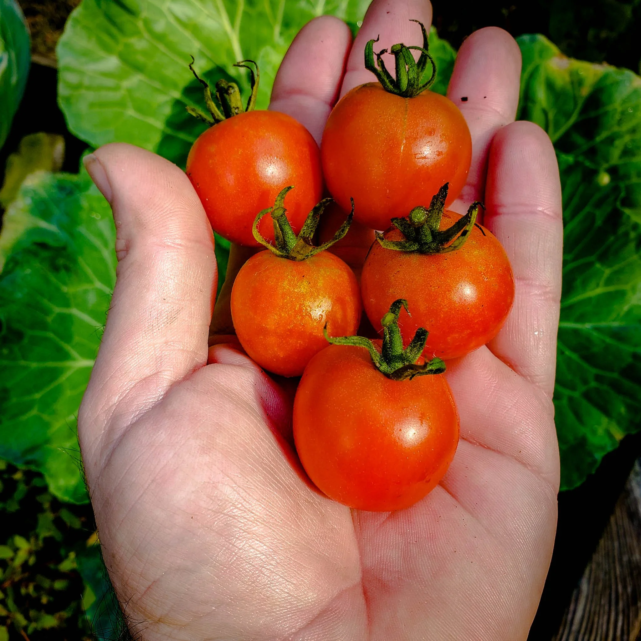 Large Cherry Tomato Seeds