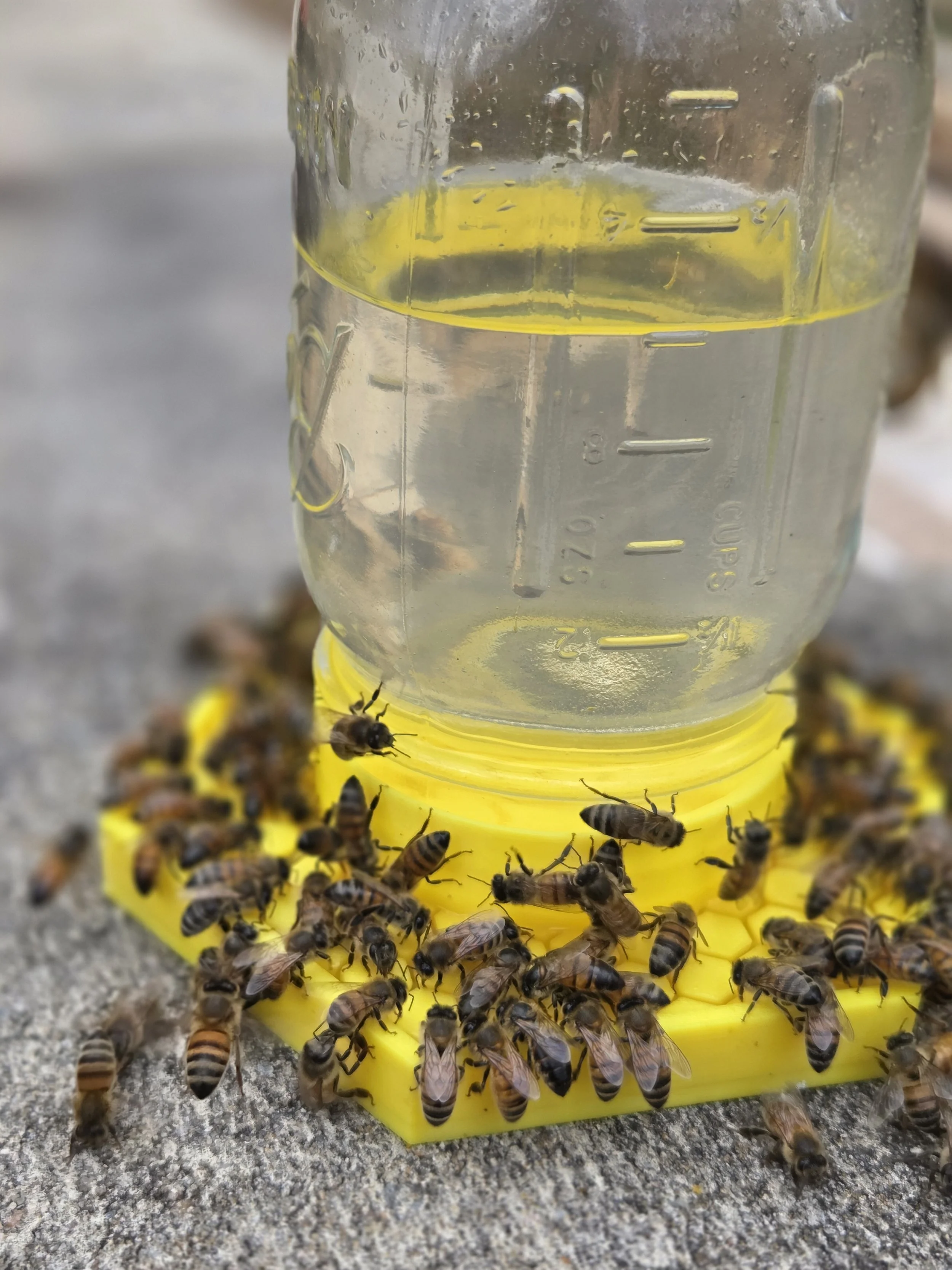 Bee Feeder for Mason Jars