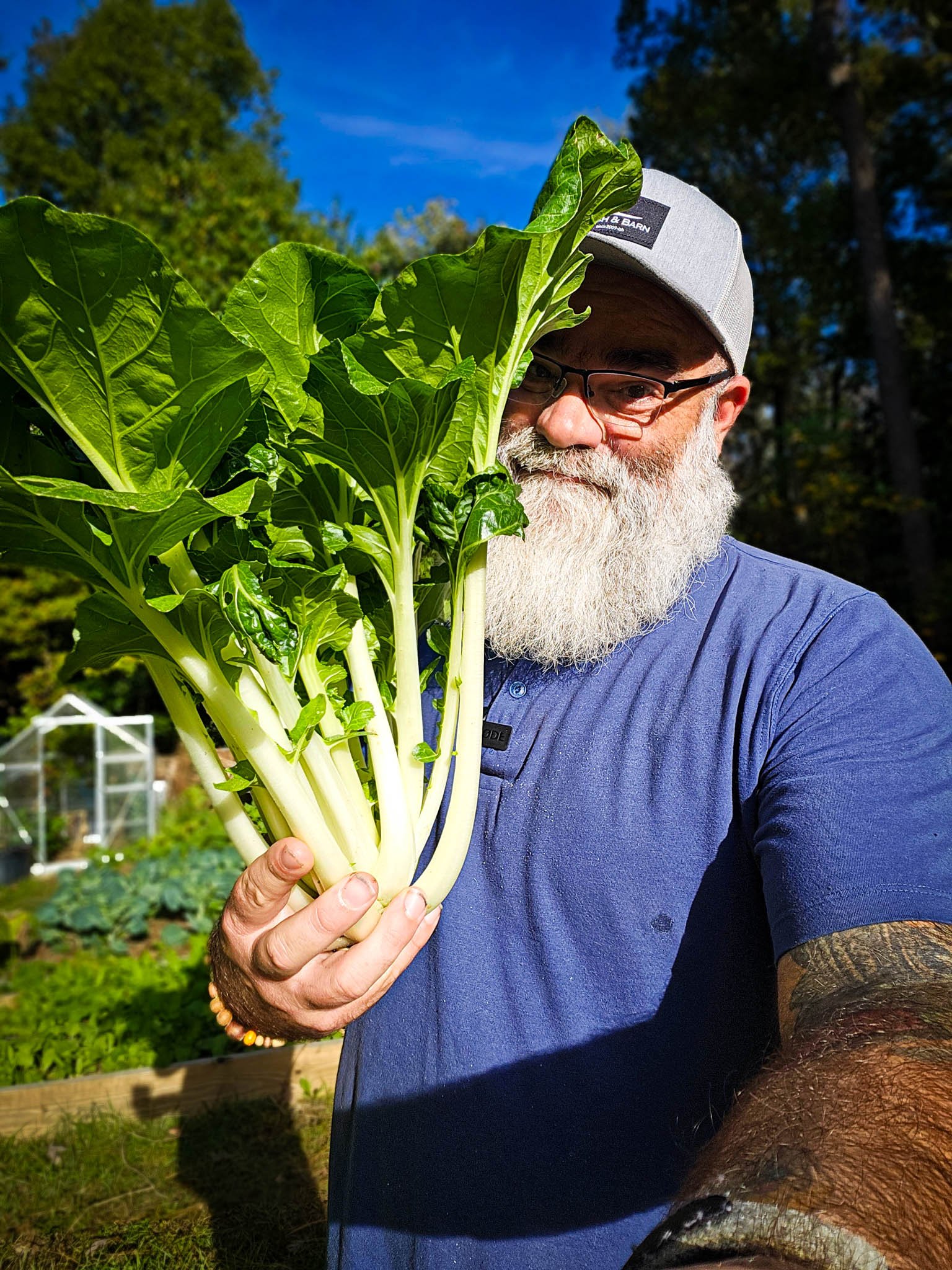 Pak Choi Seeds (bok choy) seeds