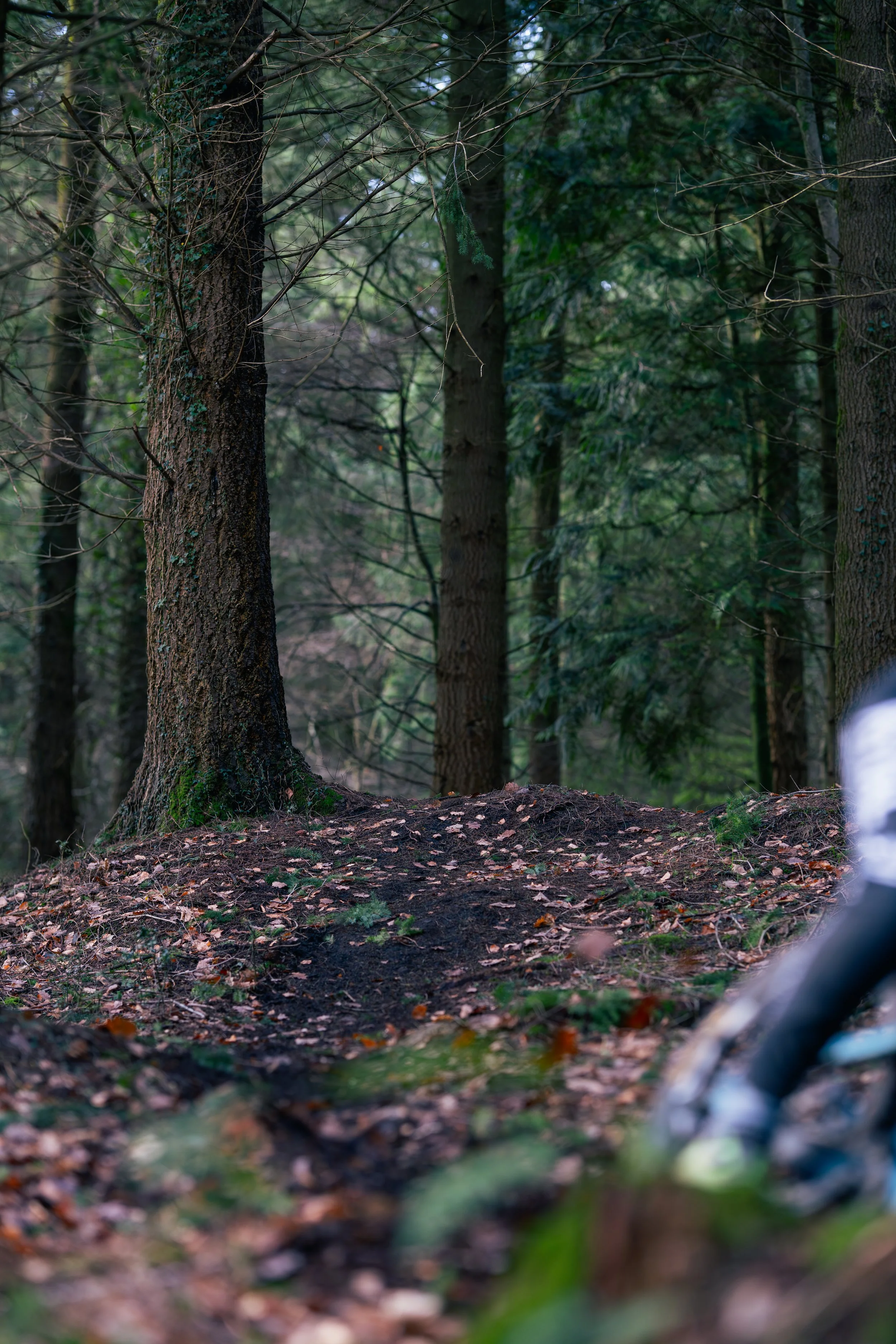 A forest scene with tall trees and a dirt path covered with fallen leaves, partially showing a blurred mountain bike in the foreground.