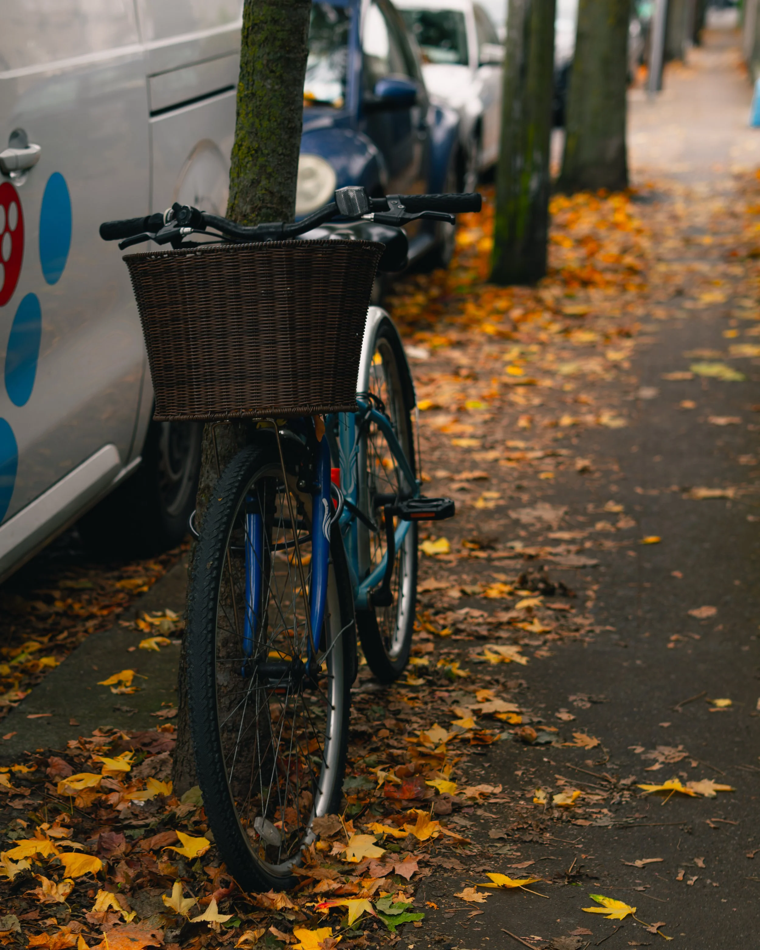 A blue bicycle with a wicker basket parked against a tree on a sidewalk with fallen autumn leaves.