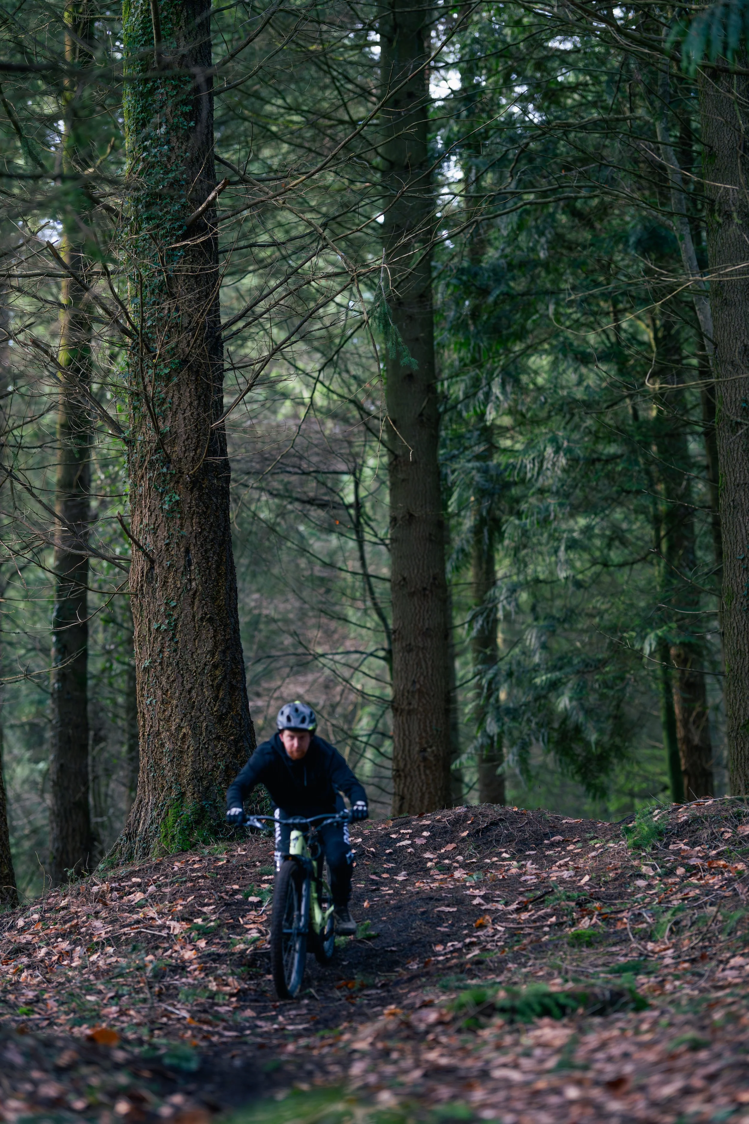 A person riding a mountain bike on a trail in a dense forest with tall trees and fallen leaves.