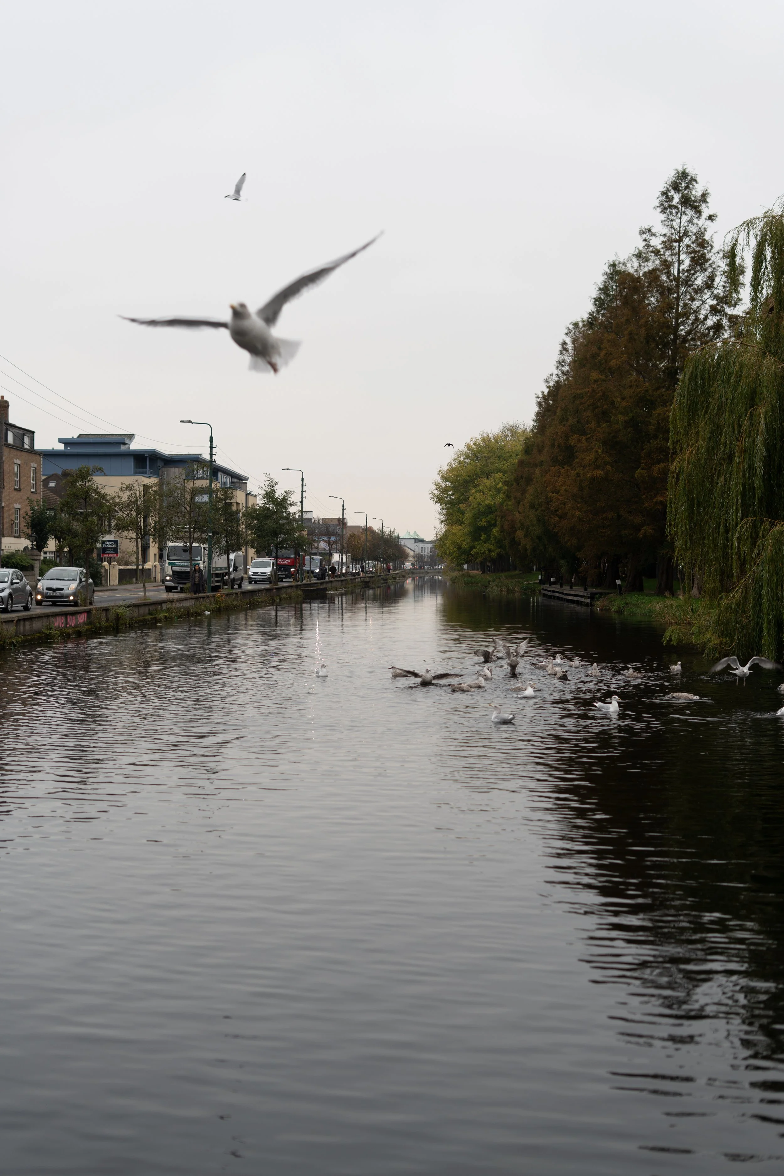 Seagulls flying over and swimming in a canal lined with trees and buildings on a cloudy day.