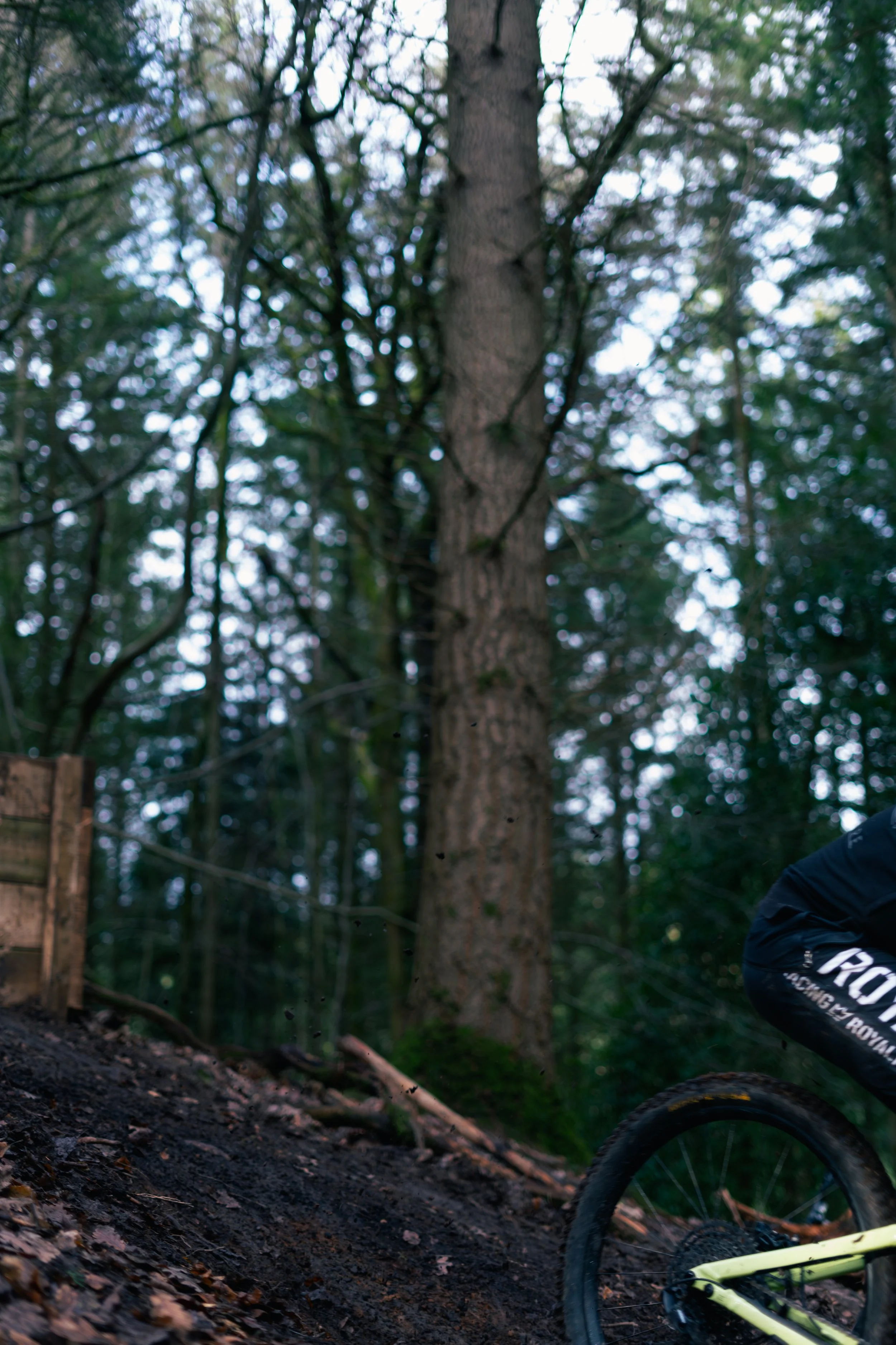Part of a mountain bike trail with damp dirt and mud, surrounded by tall green trees in a forest. A person wearing black shorts with white lettering is partially visible on the right side, riding a yellow mountain bike.