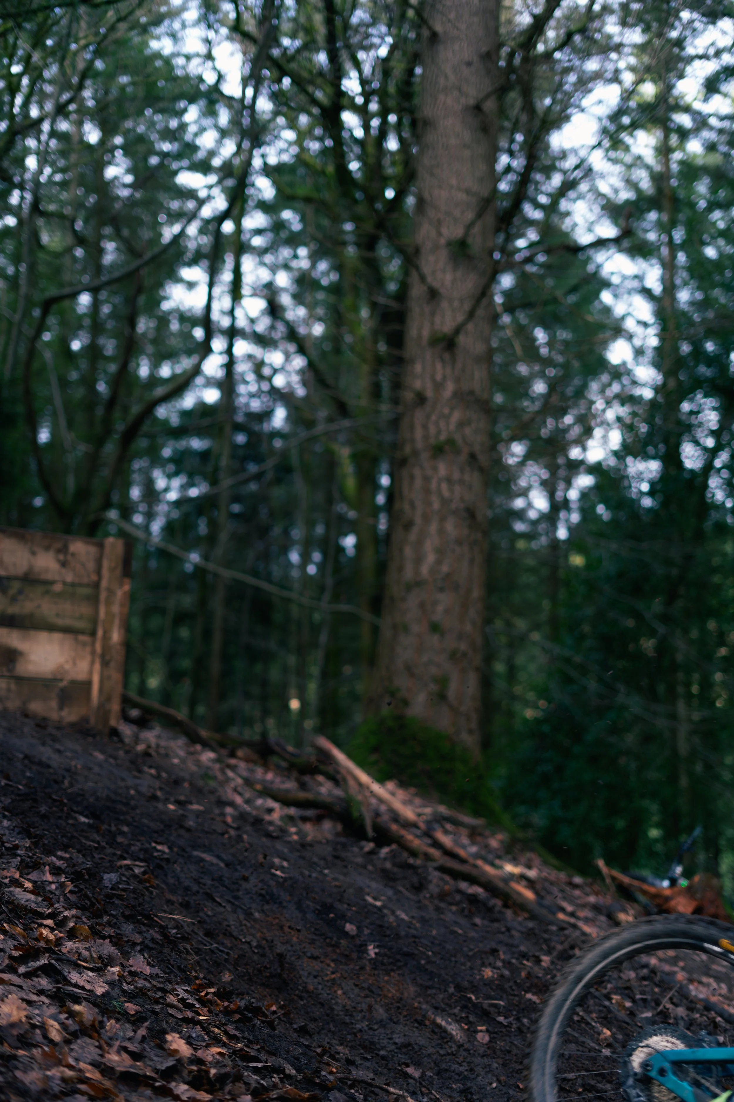 A close-up of a muddy forest trail with a partially visible bicycle wheel in the lower right corner, surrounded by tall trees and dense foliage.