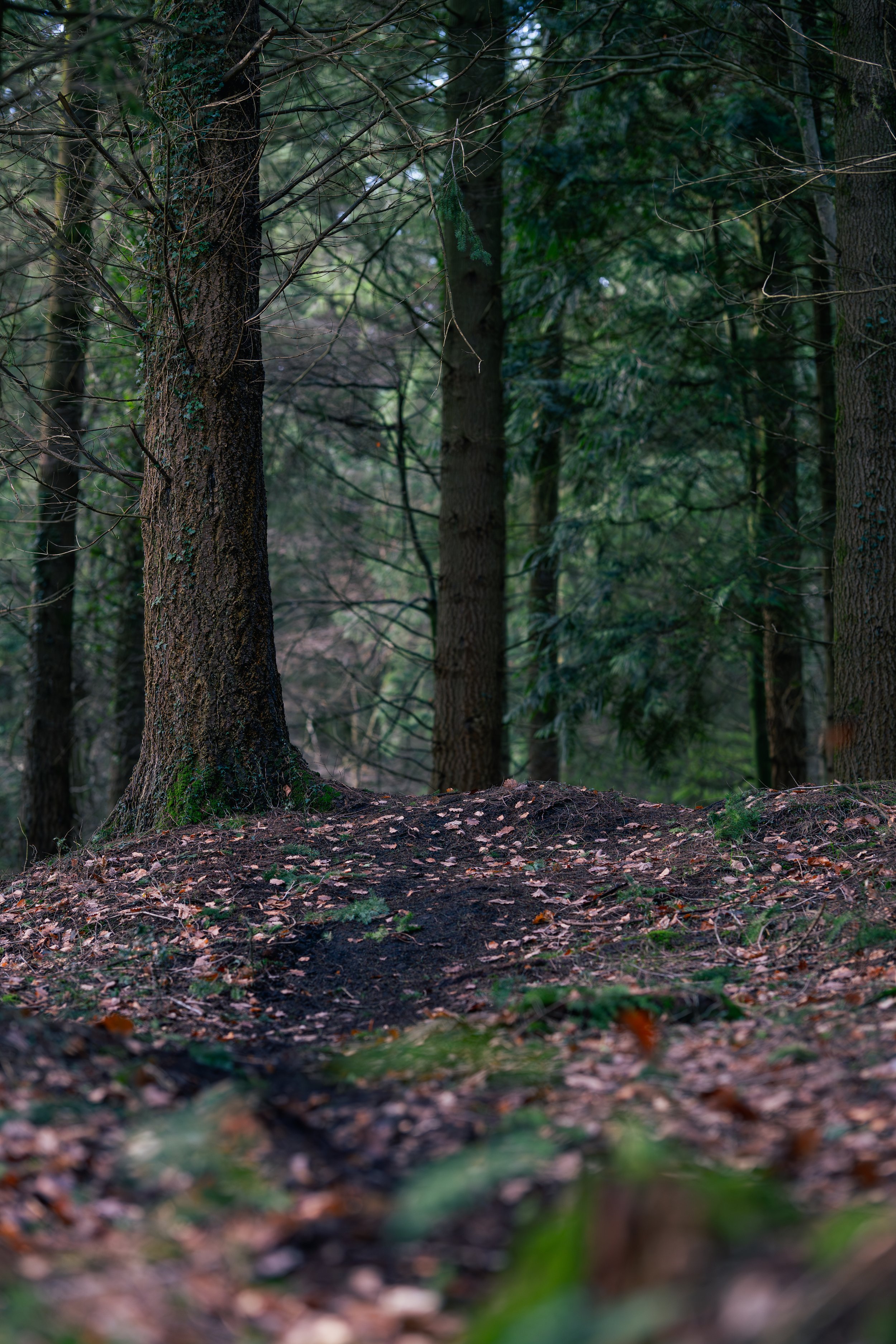 A forest trail with trees and fallen leaves on the ground.
