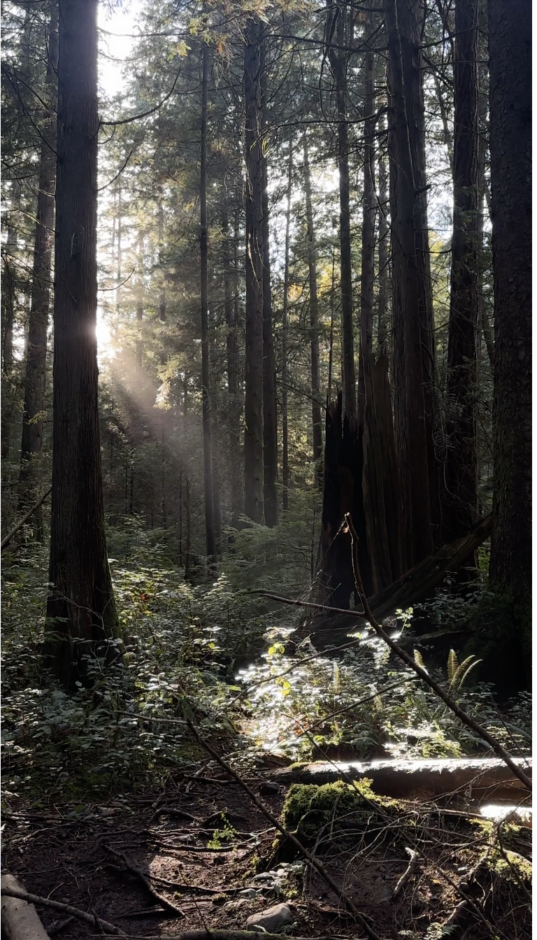 A beam of sunlight on is peaking through tall evergreen trees in a lush Pacific Northwest forest with ferns. Over the image is a location description with text reading: Pacific Spirit Park