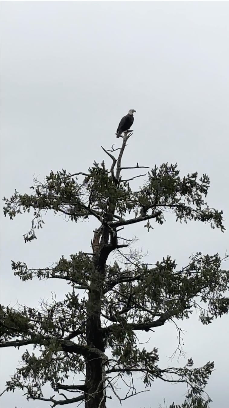 Image Description: A bald eagle sits on the very top of a coniferous tree with exposed bark at the top which the eagle sits on. The background is a foggy, moody sky. Over the image is a location description with text reading: Galiano Island
