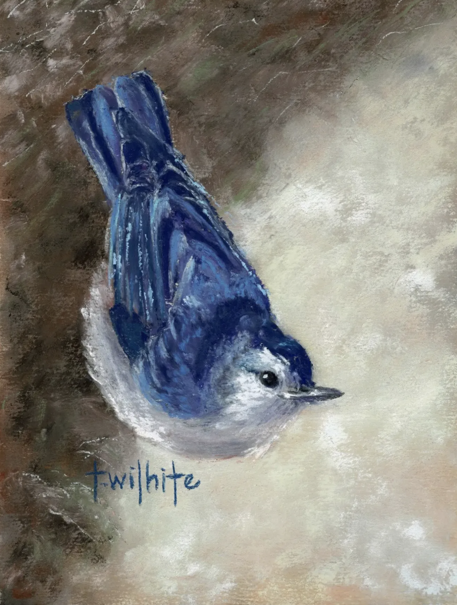 Nuthatch, 5x7 | Original Pastel