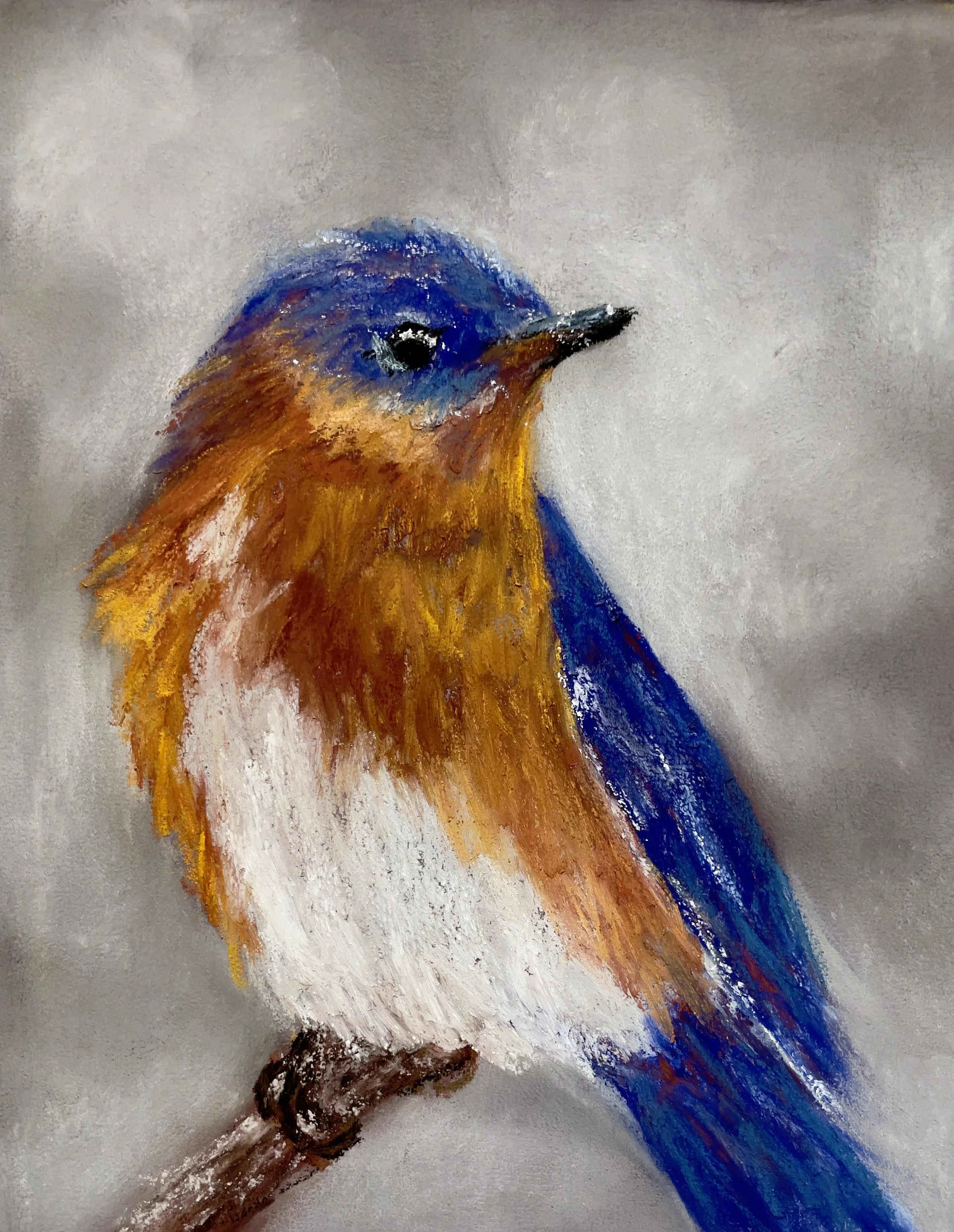 Stately Bluebird.jpg