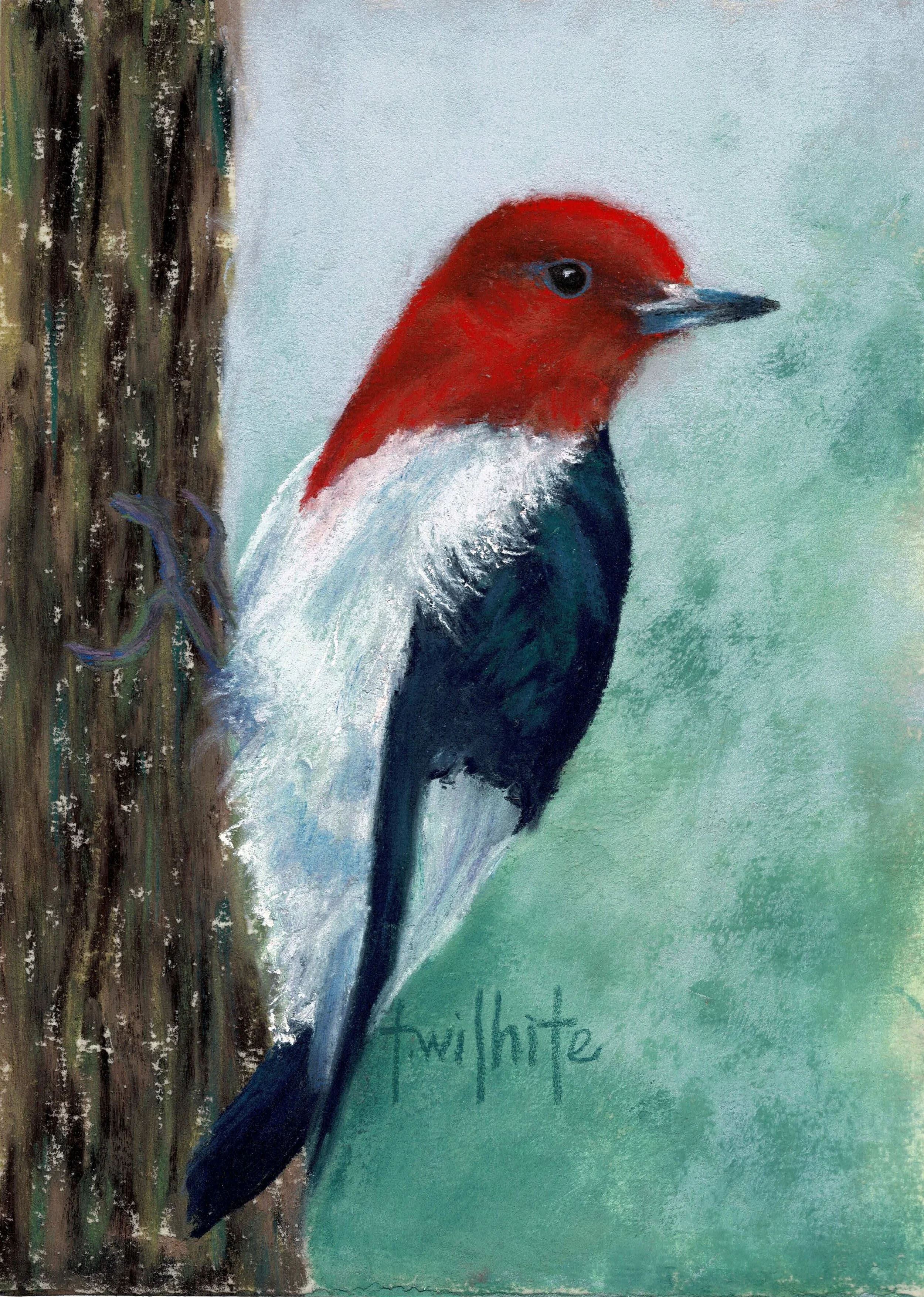 Red Headed Woodpecker, 5x7 | Original Pastel