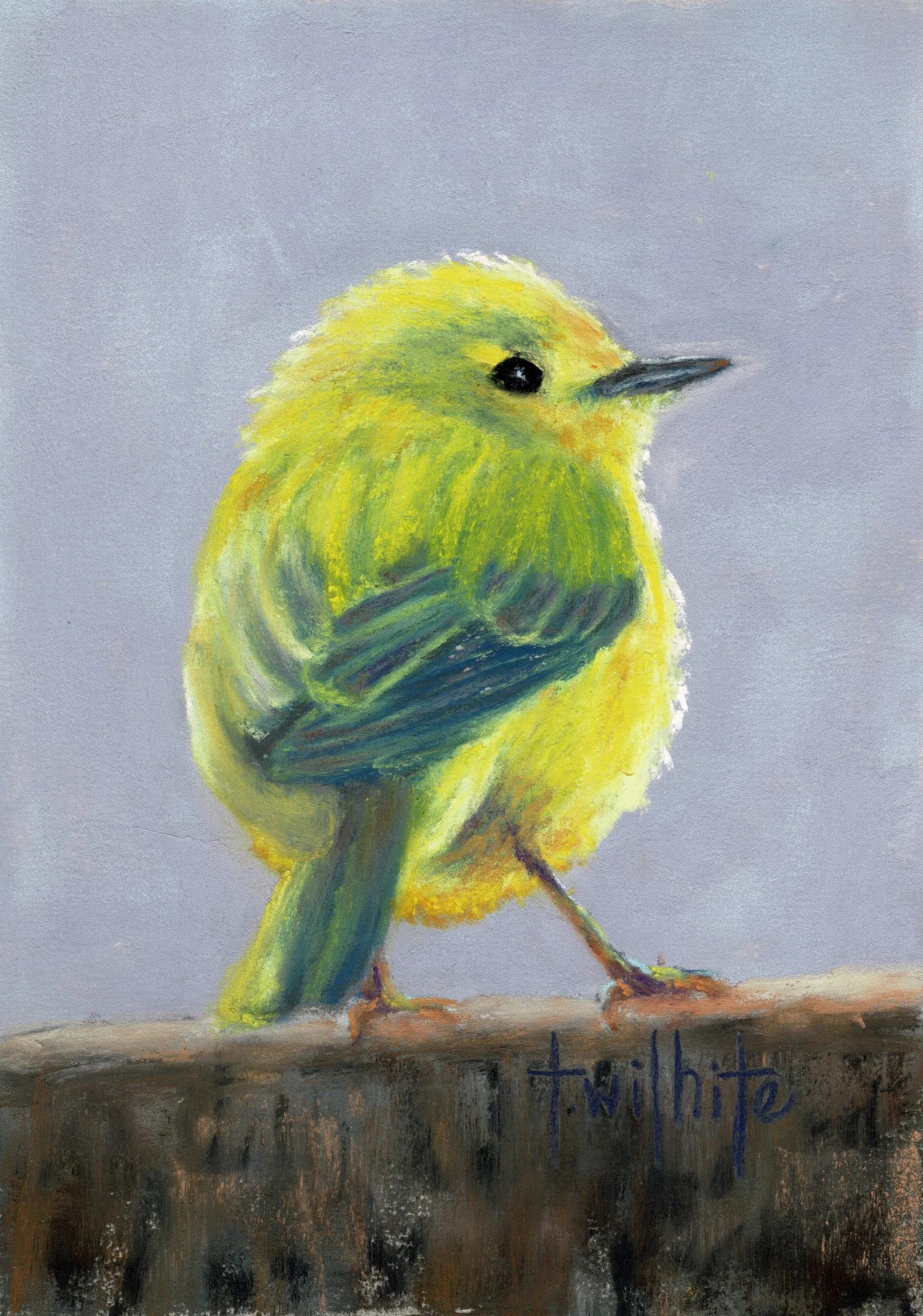 Yellow Warbler, 5x7 | Original Pastel
