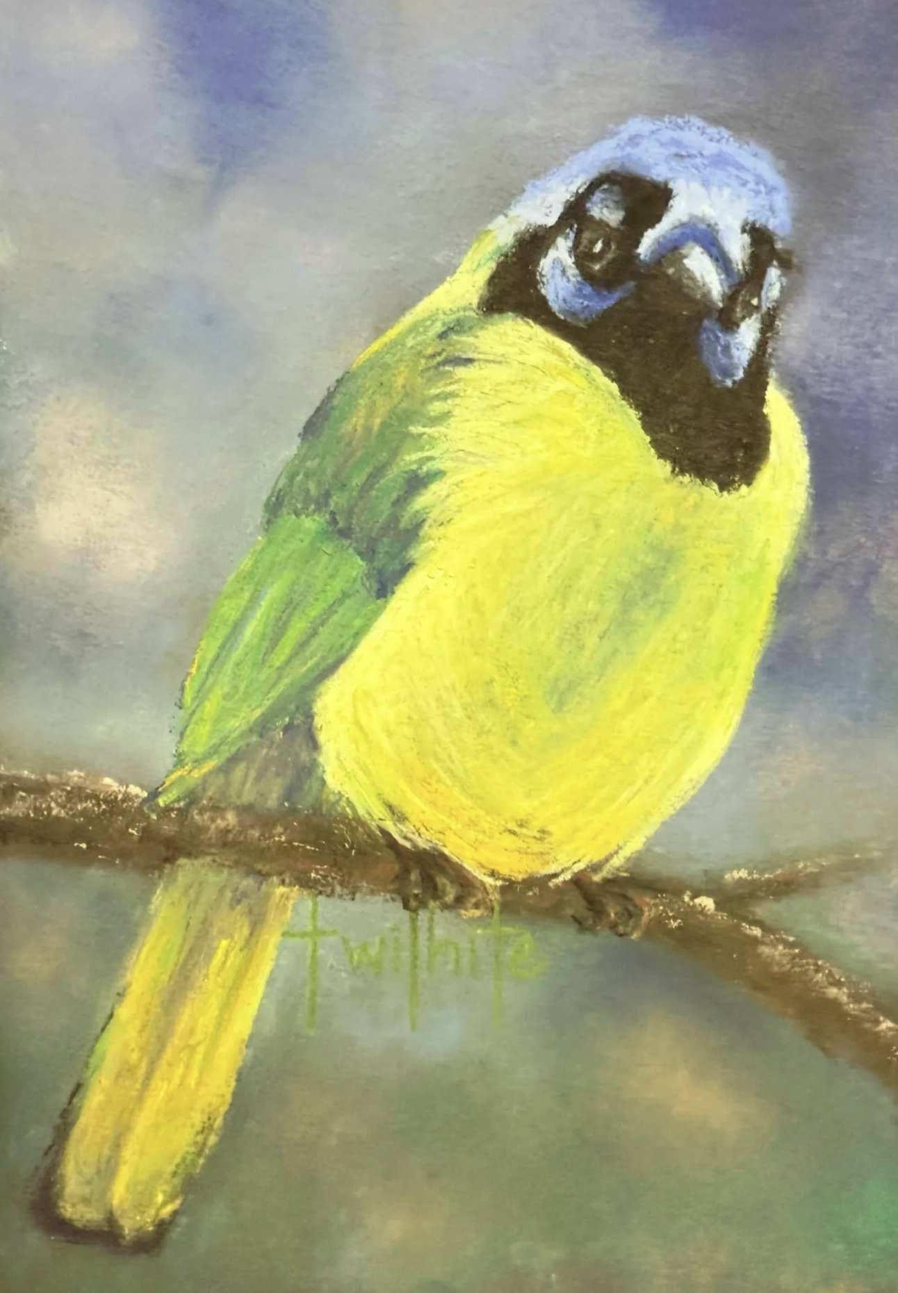 Green Jay No. 2, 5x7 | Original Pastel