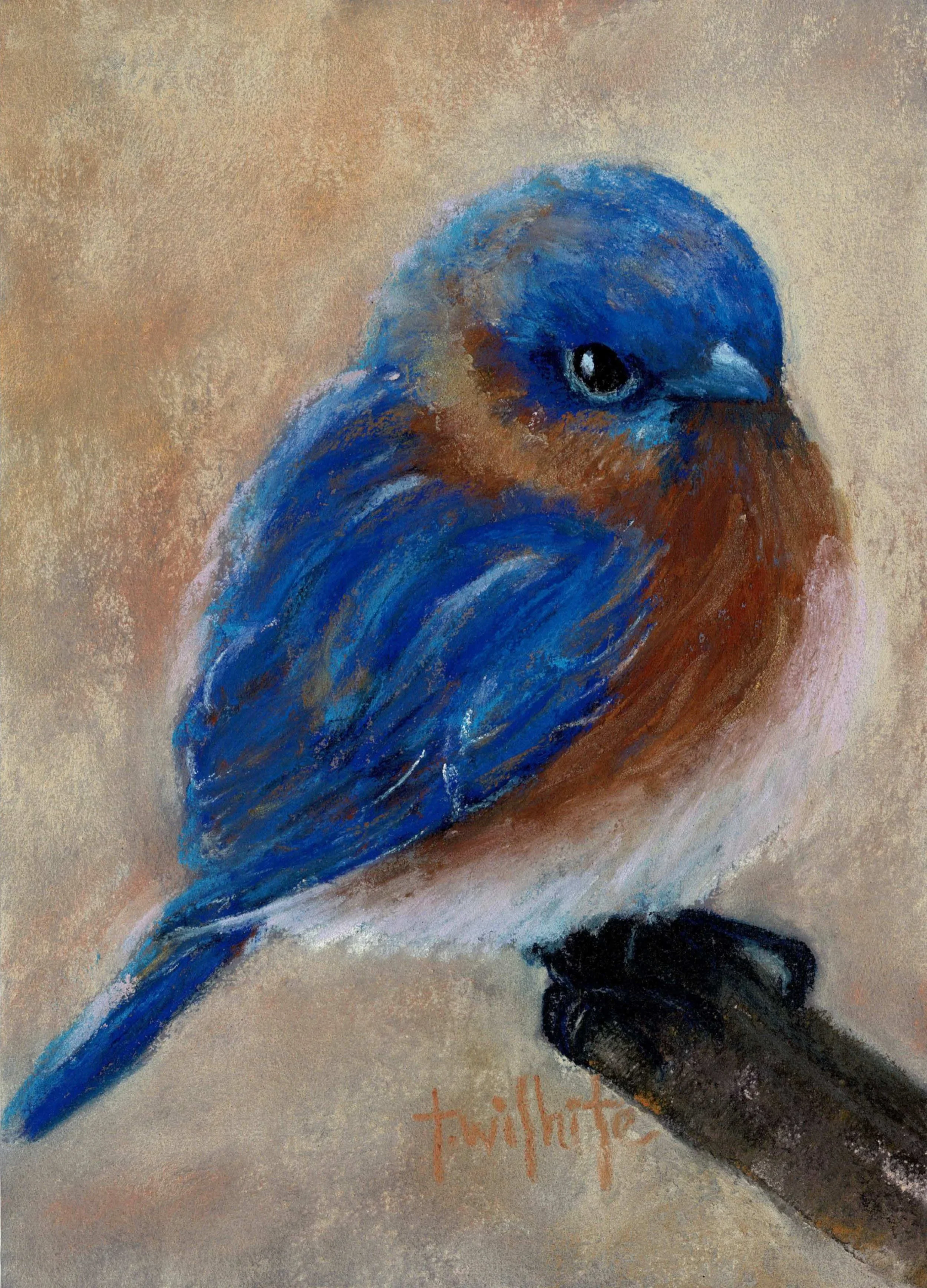 SweetBluebird.jpg