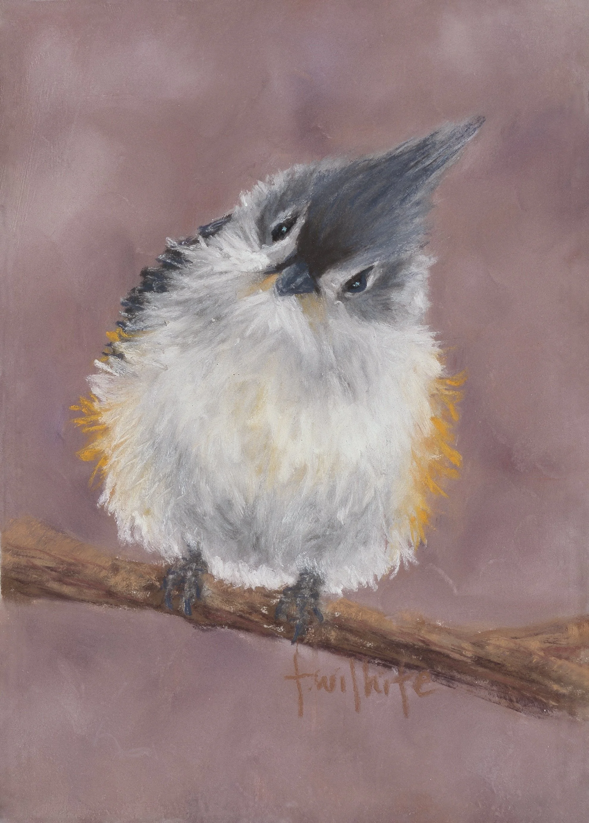 Tufted Titmouse_.jpg