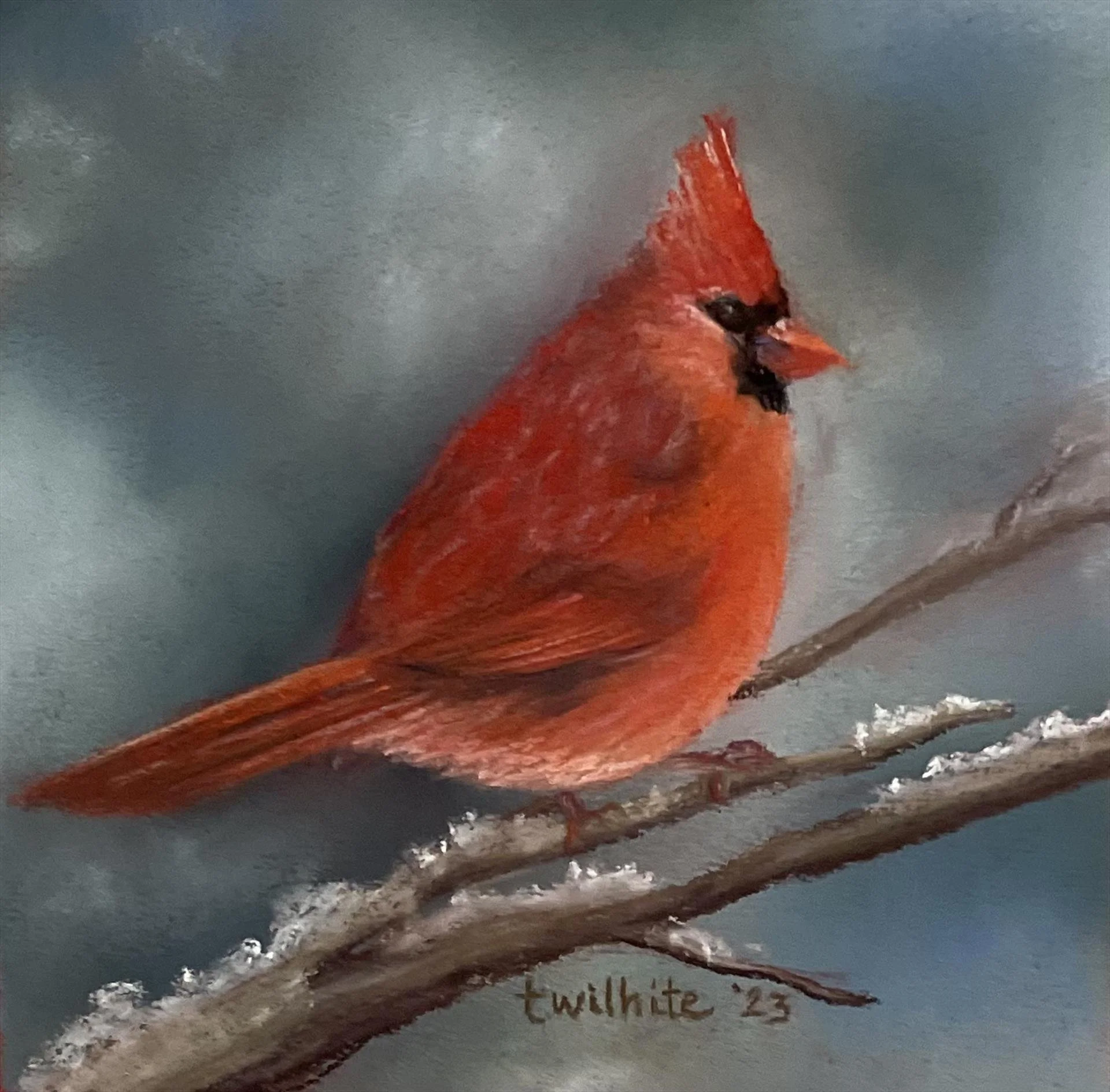 Red Cardinal TWilhite.jpg