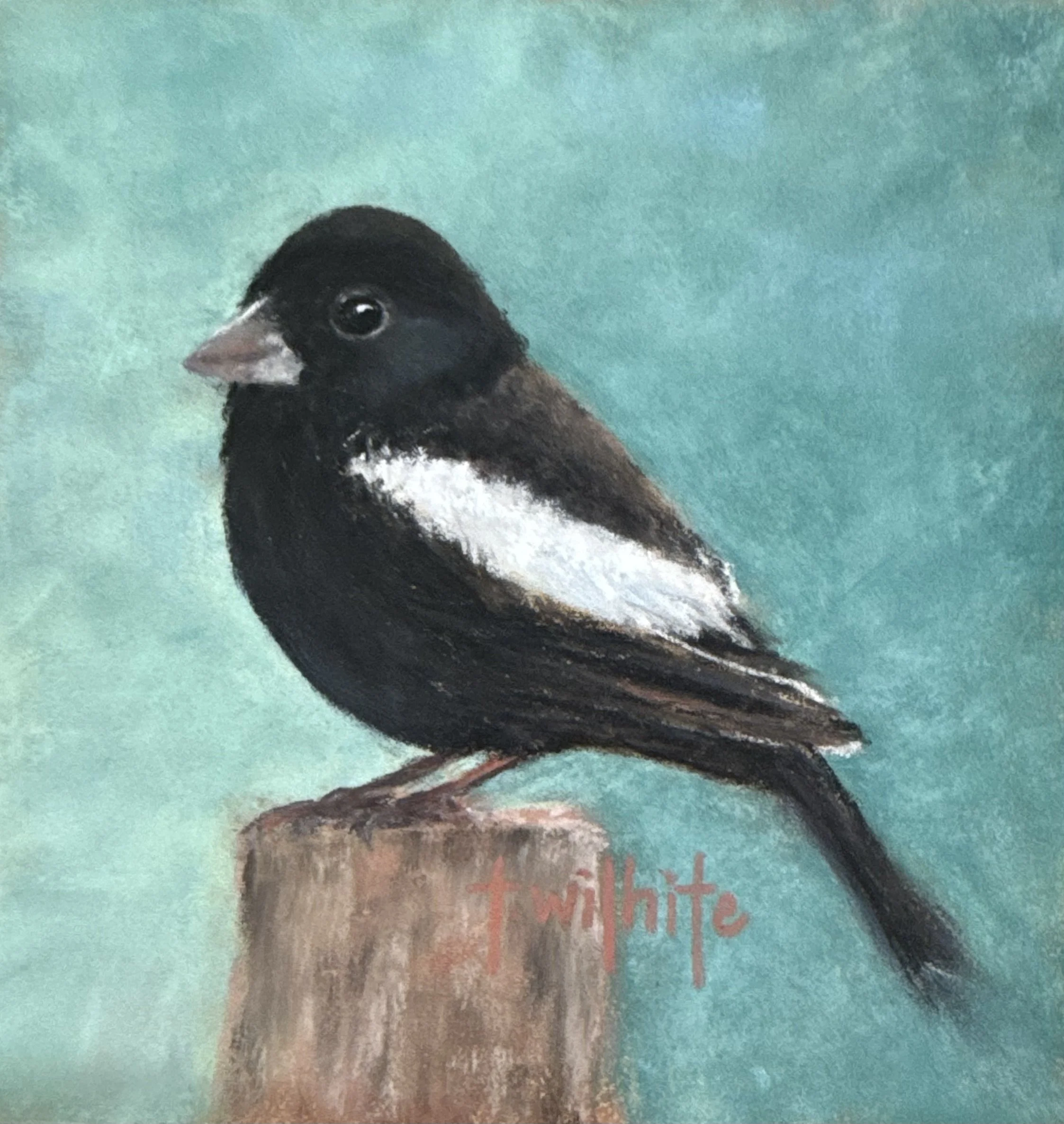 Lark Bunting No. 1, 5x5 | Original Pastel