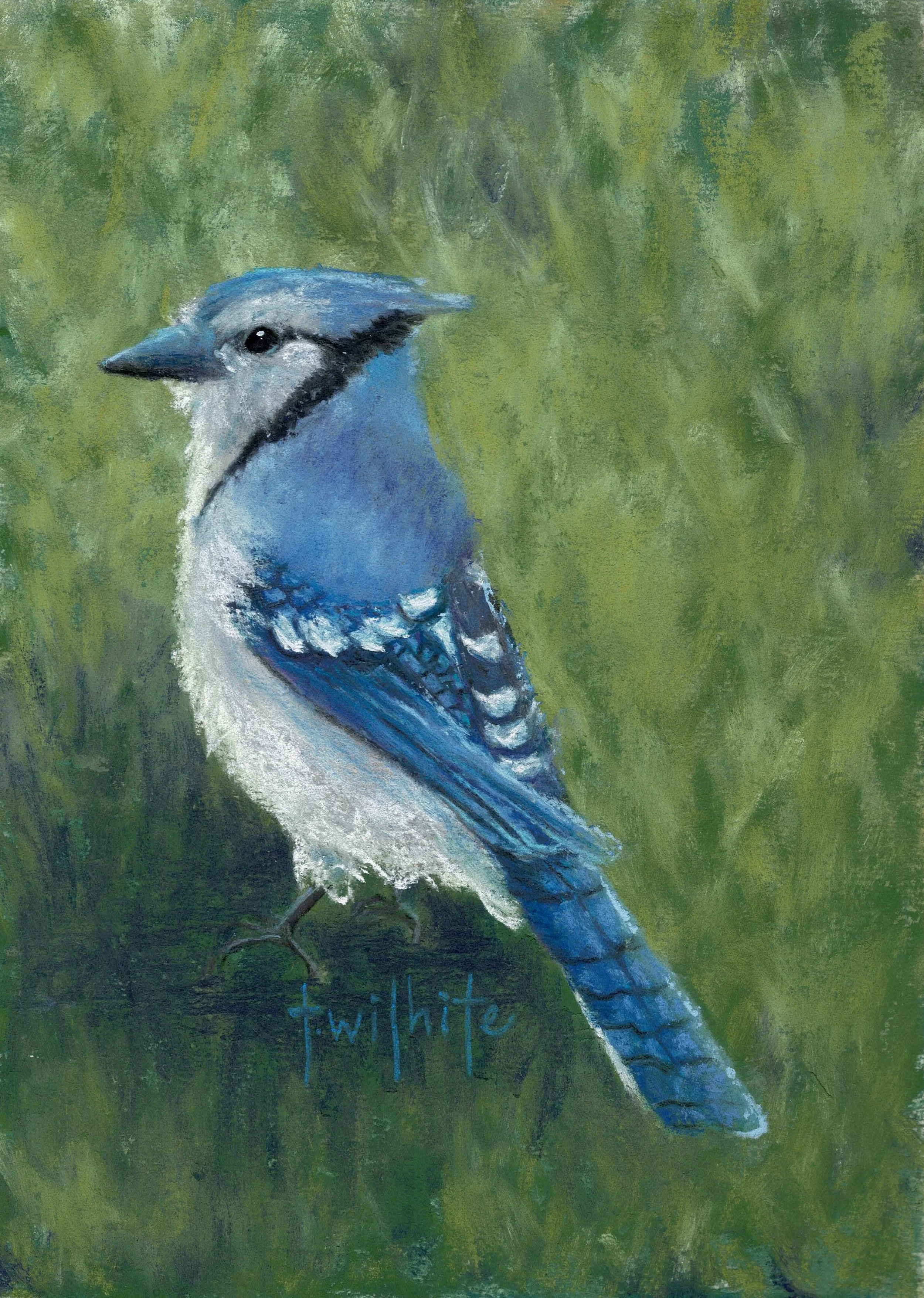 Bluejay, 5x7 | Original Pastel