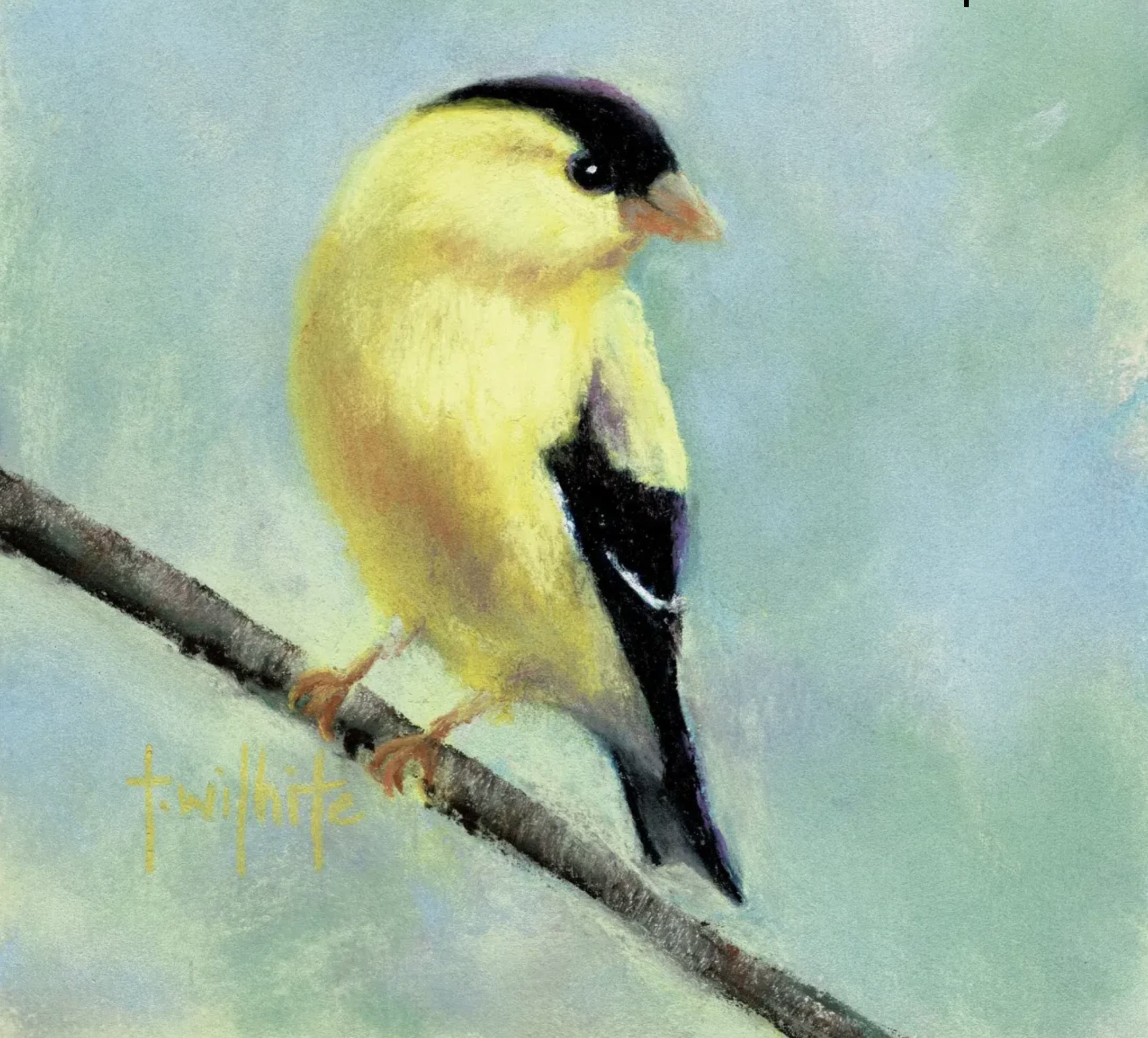 Goldfinch, 5x5 | Original Pastel