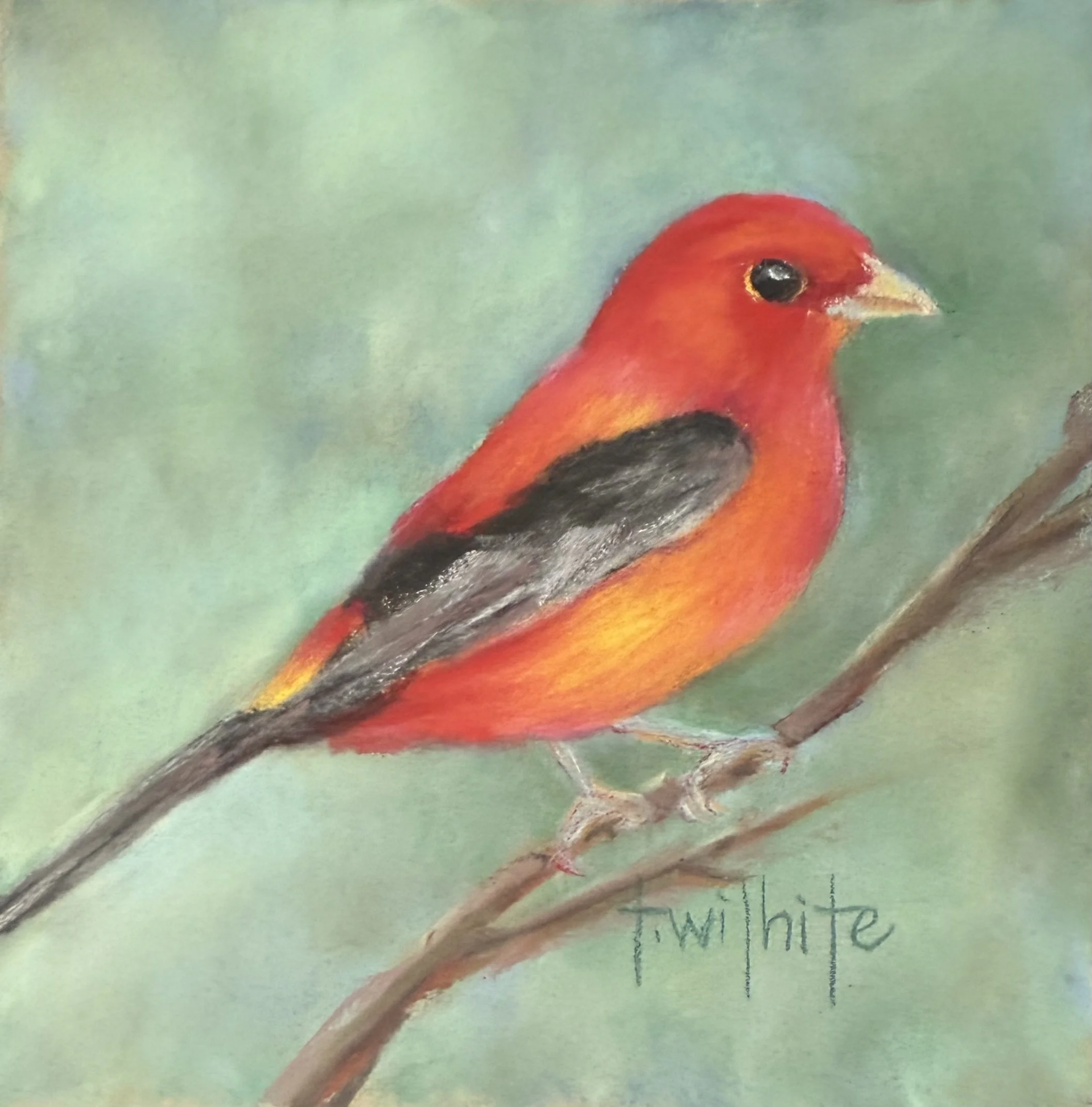 Vitality Scarlet Tanager, 5x5  | Original Pastel