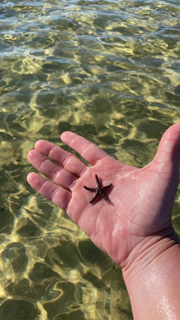 Starfish found on eco tour