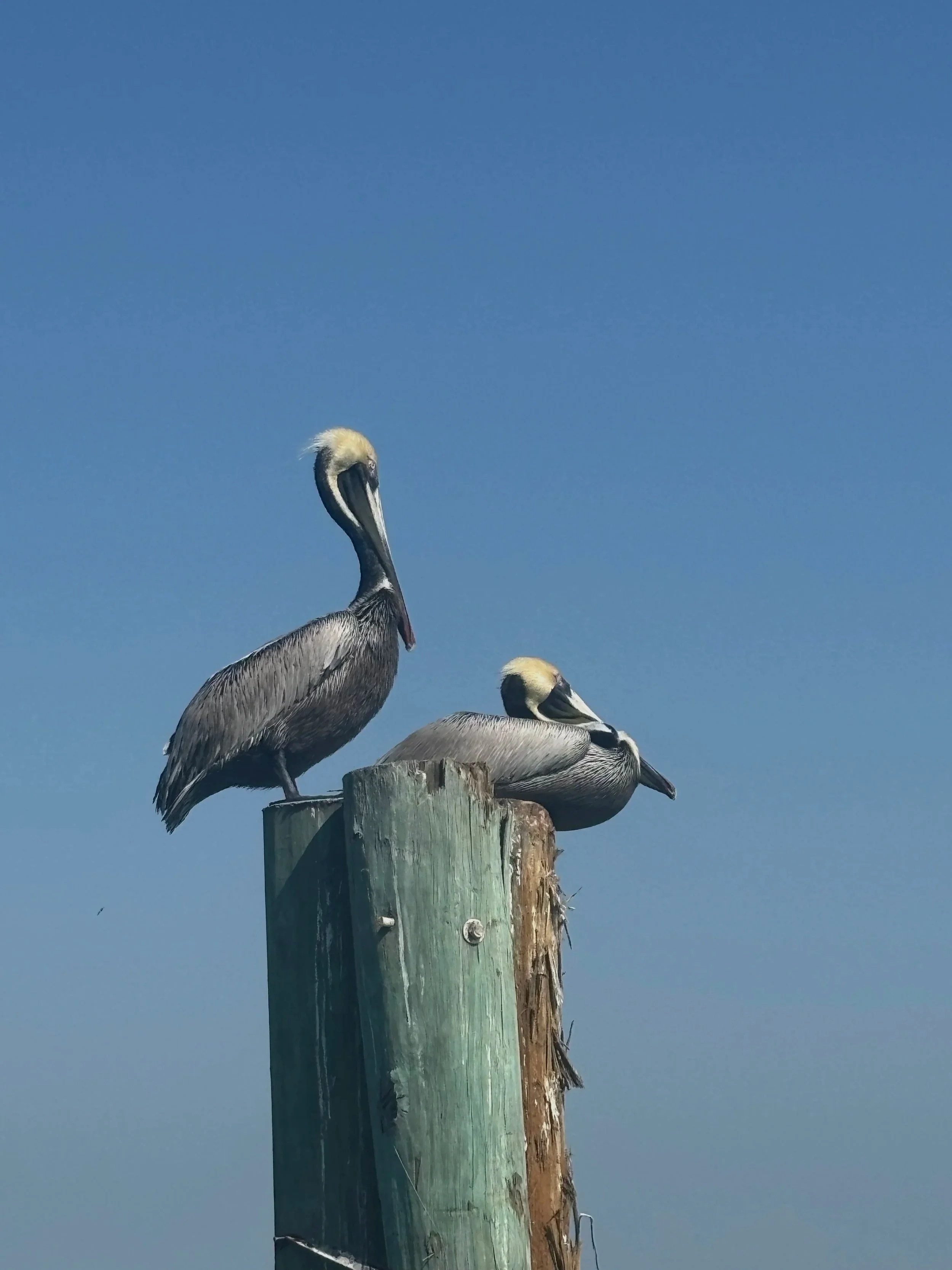 Two brown and white pelicans perched on a weathered green wooden post against a clear blue sky.