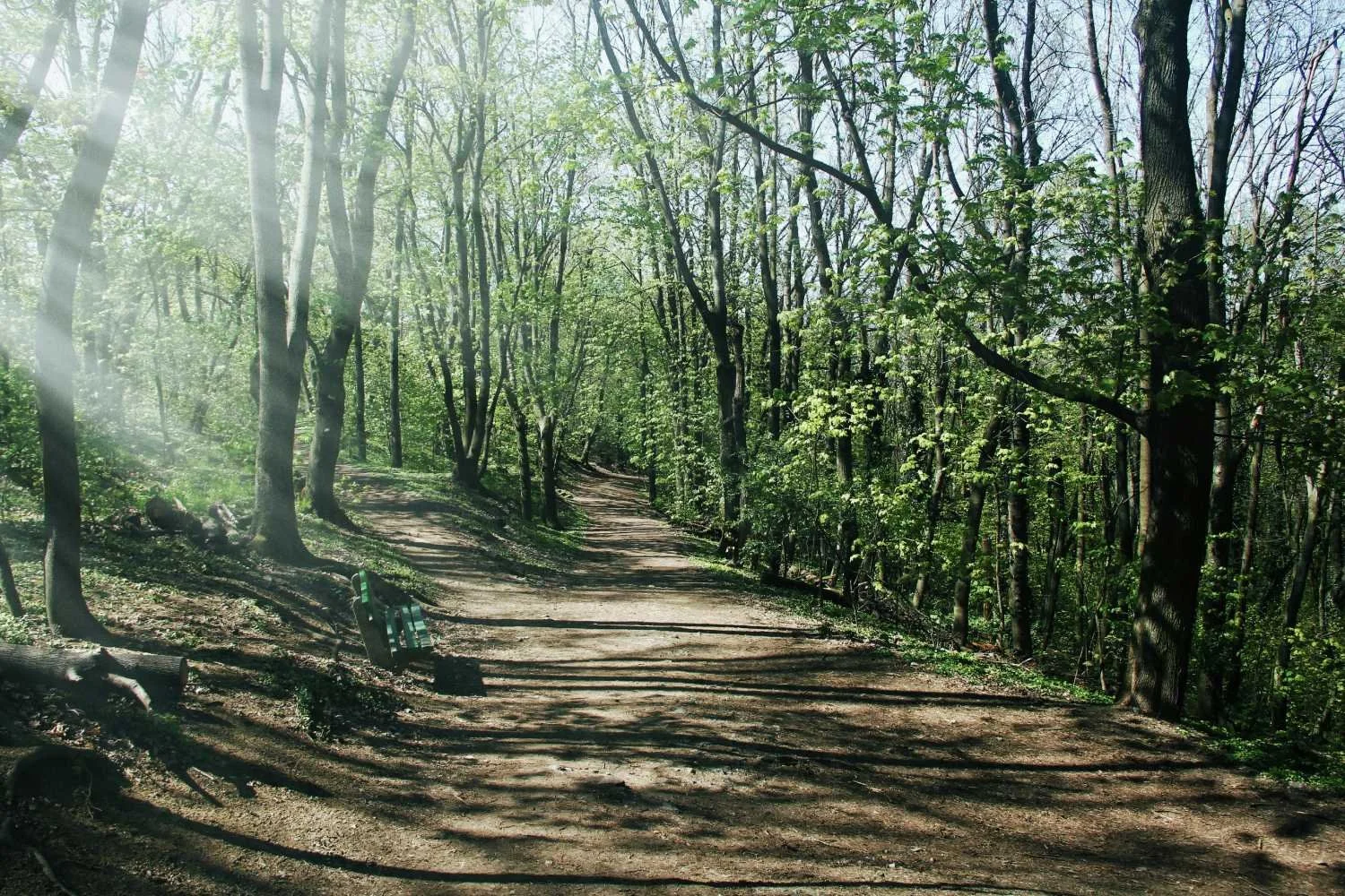 Therapy for Individuals in Philadelphia - Wooded Path to walk along together