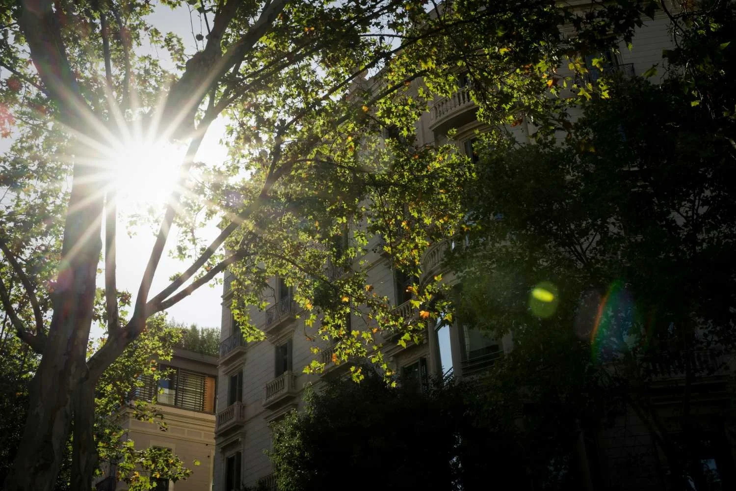 Couples Therapy with Dr. Sam Colbert - City Trees