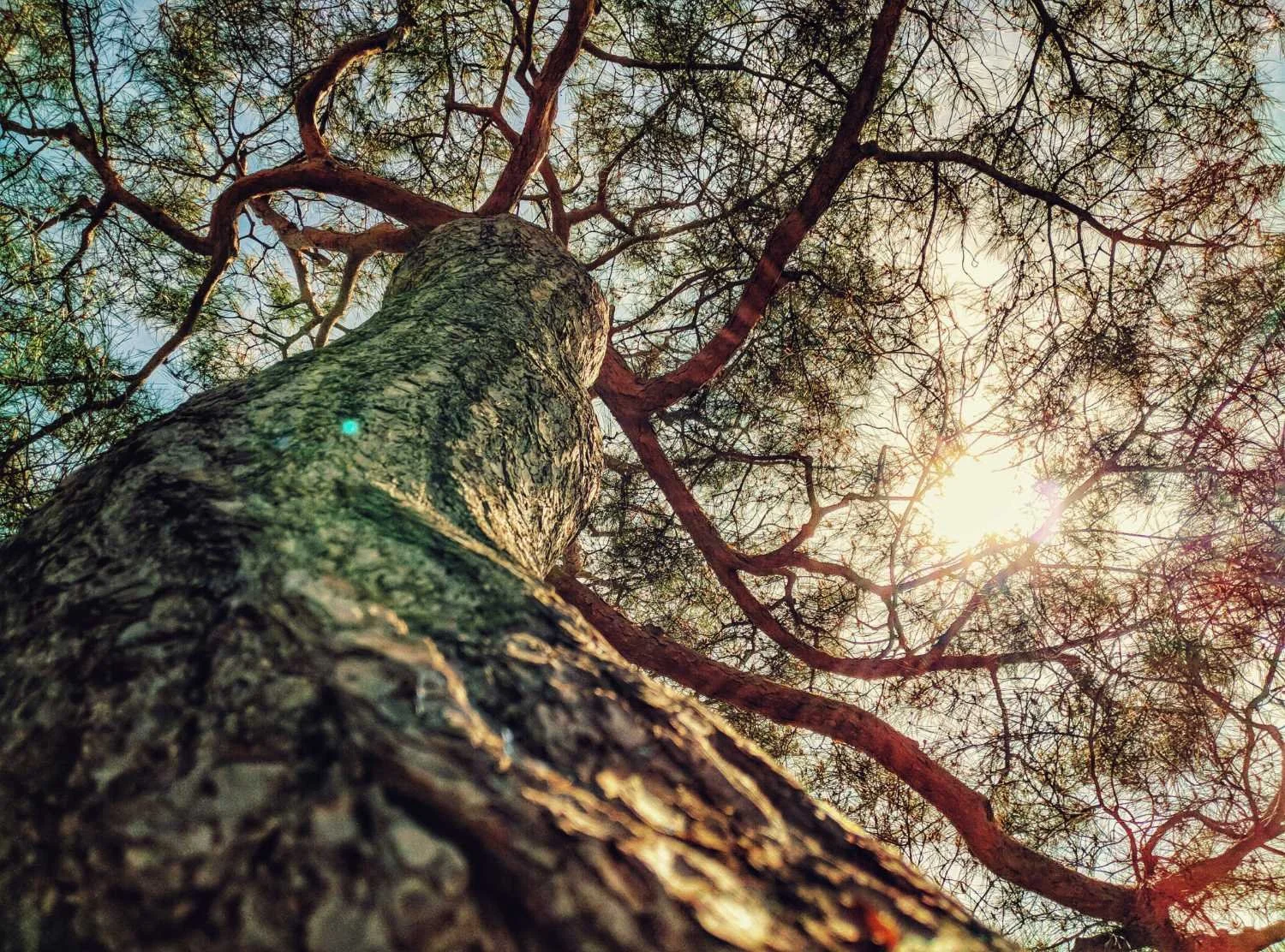 Sam Colbert, Therapy & Consulting Services in Philadelphia - Tree symbolizing growth