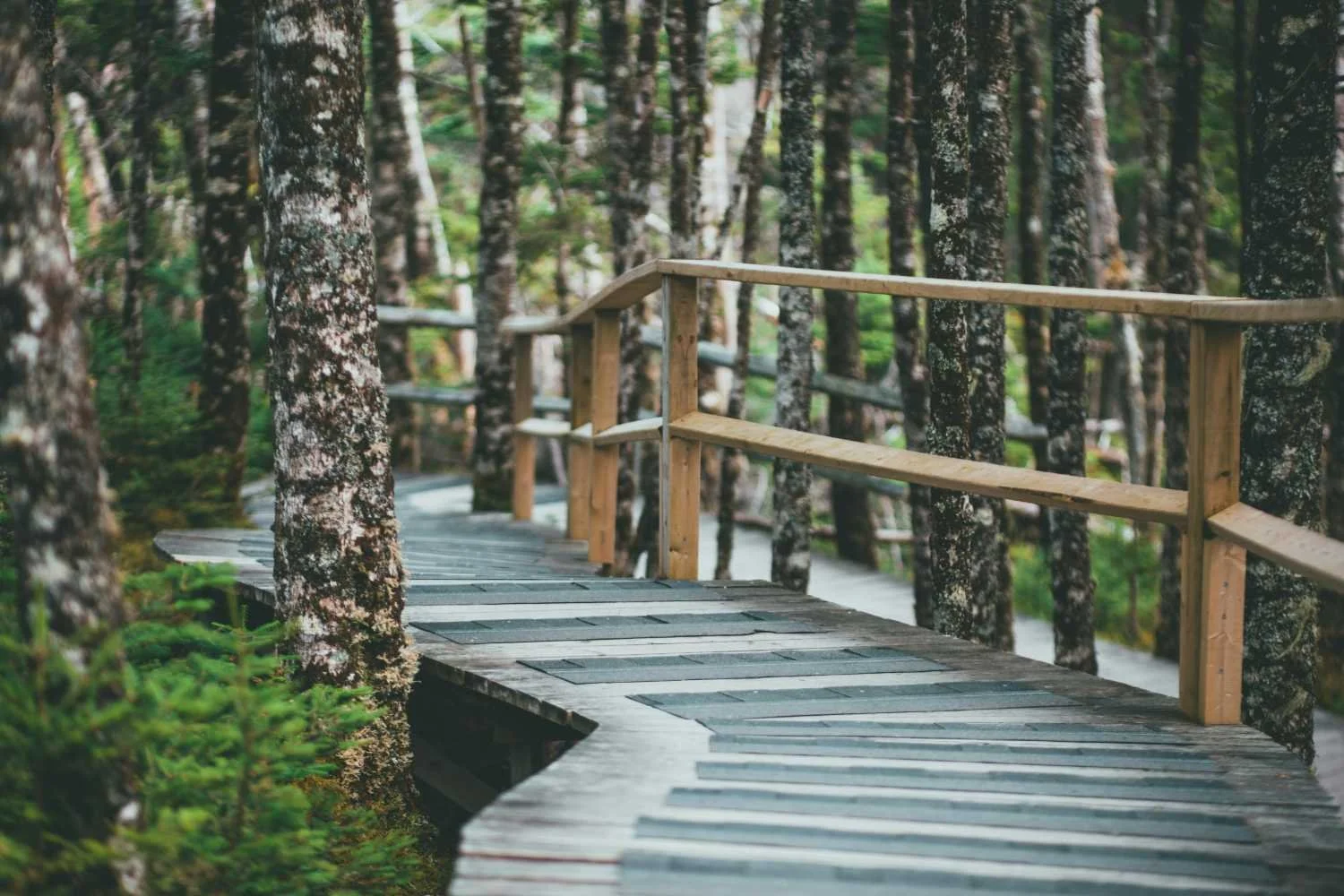 Mental Health Resources to Support Personal & Professional Growth - Trees symbolizing growth