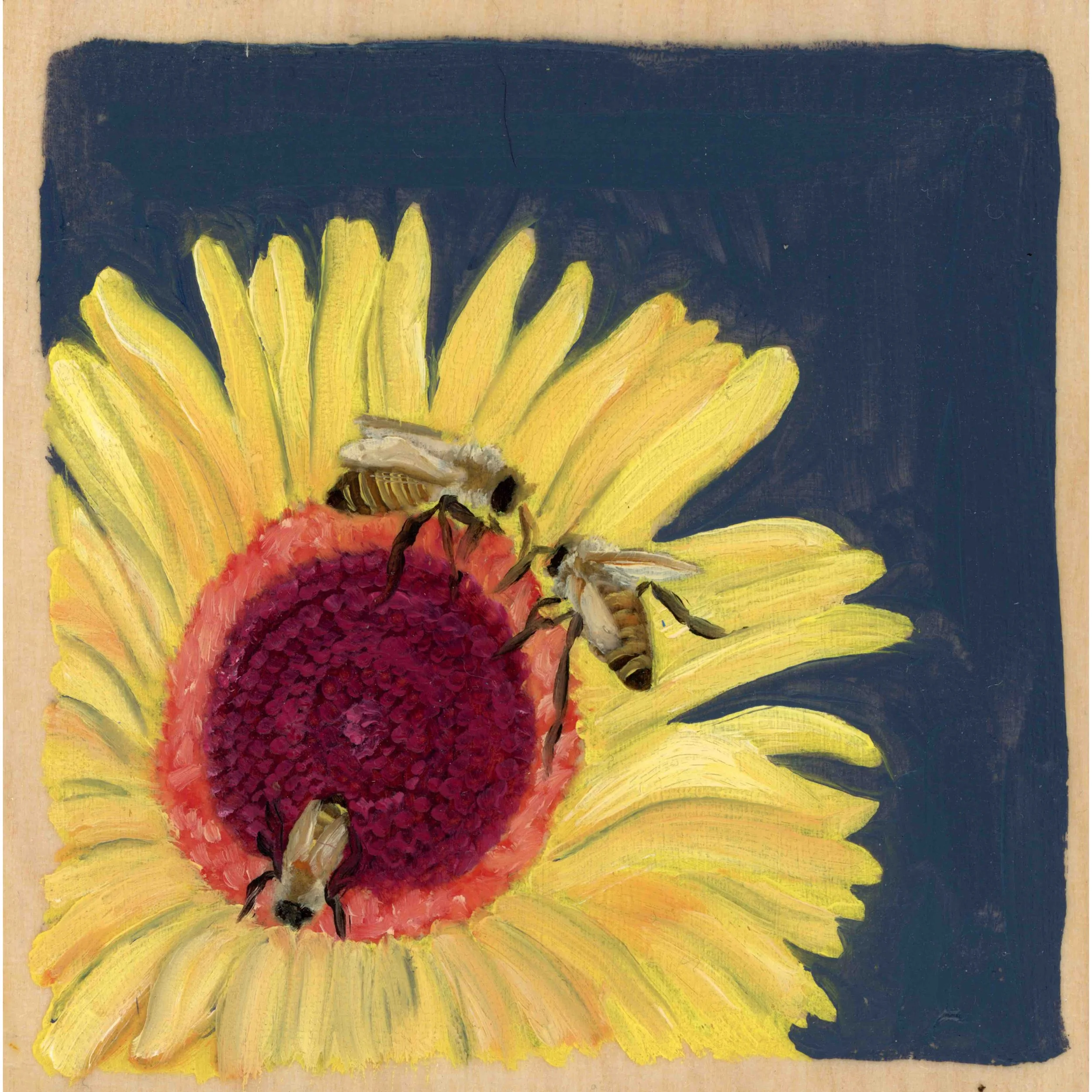 three bees on a sunflower