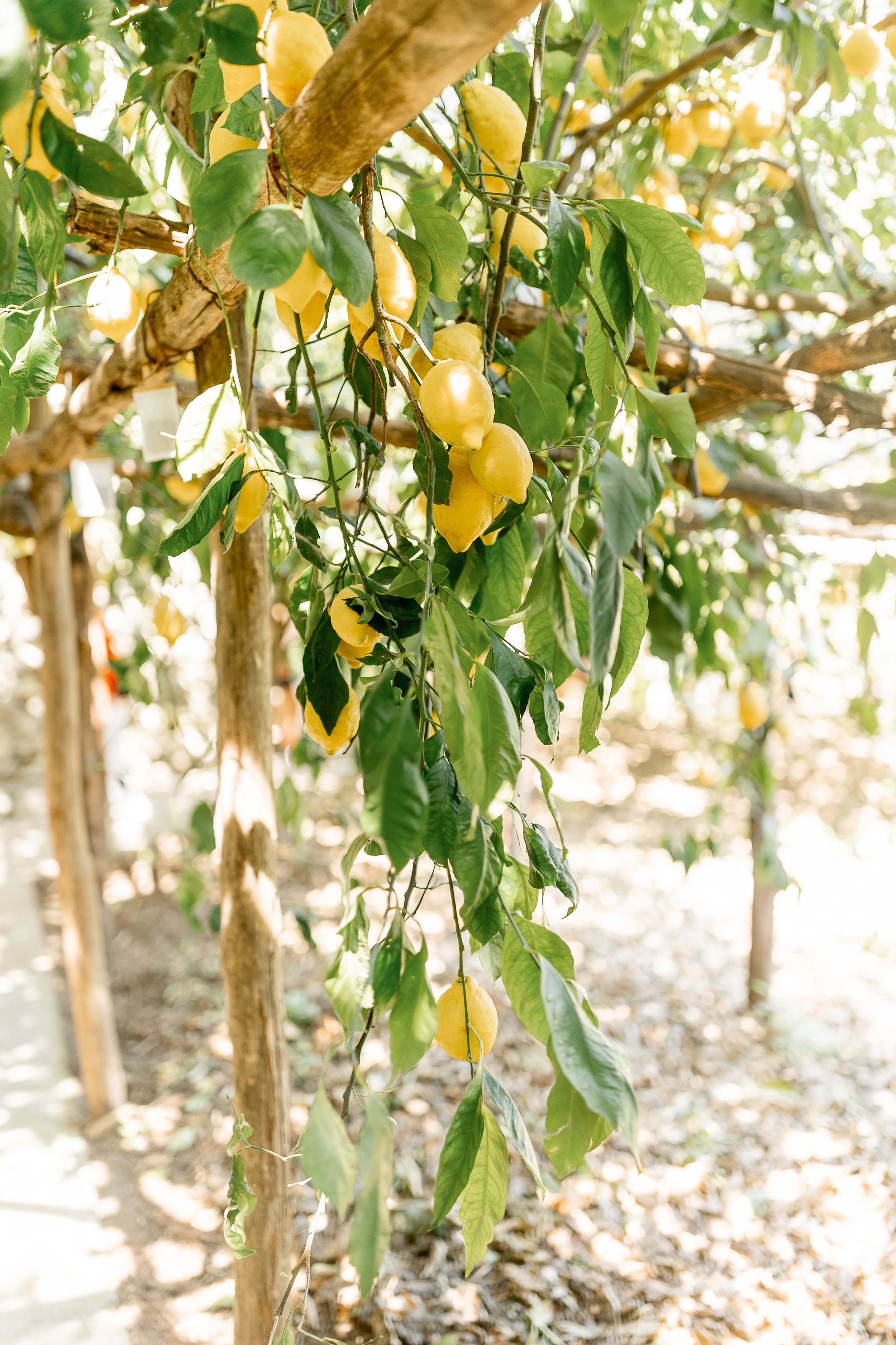 Amalfi Lemon Farm