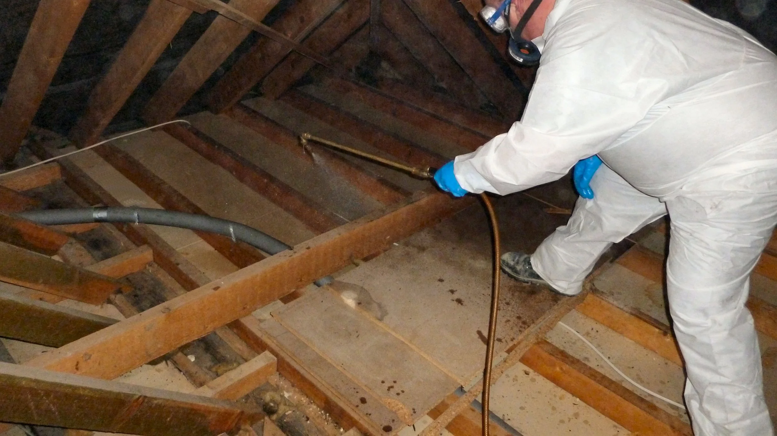 Professional wood boring insect treatment