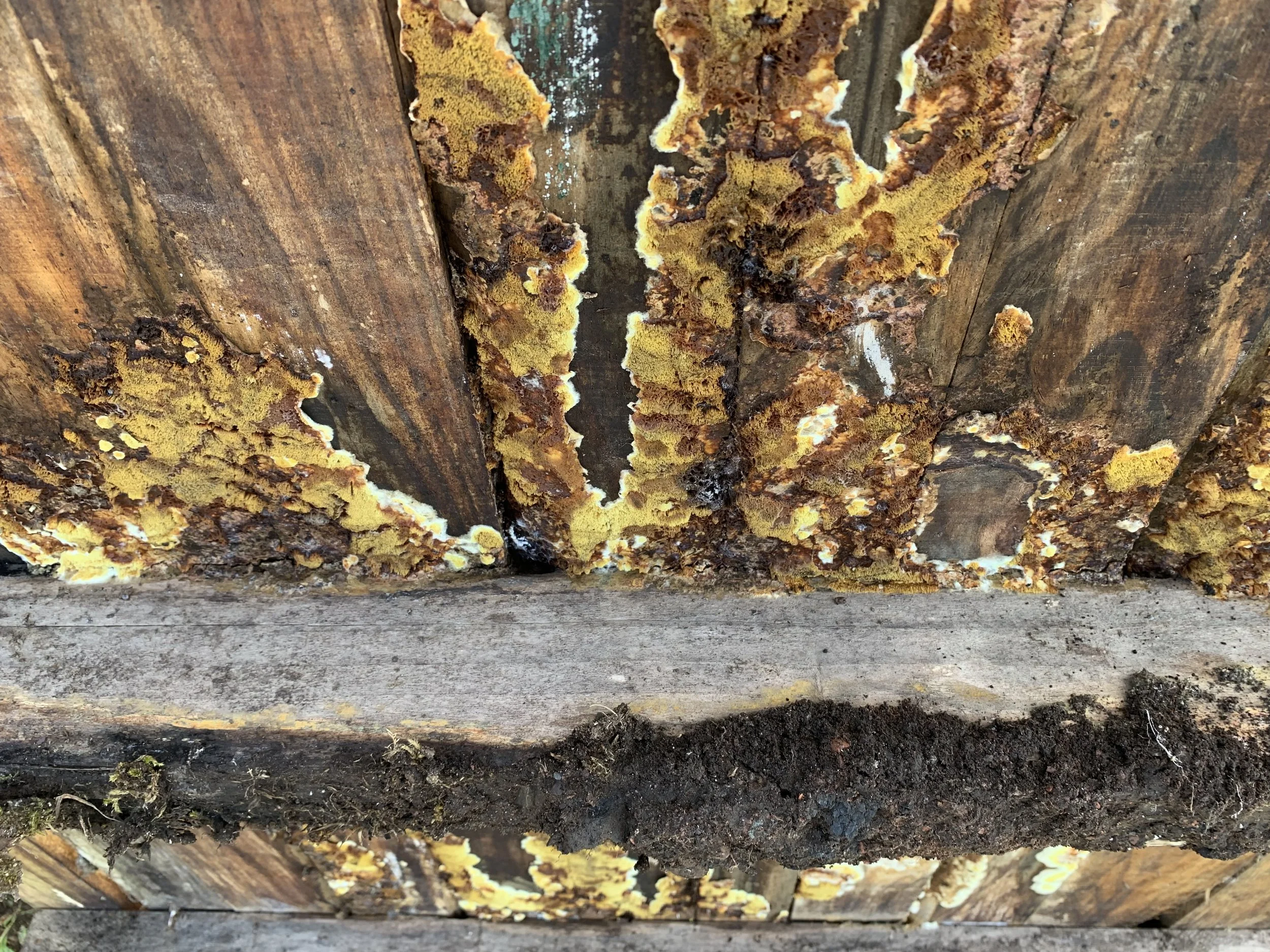 Close-up of old wooden fence planks with yellow and brown lichen growing on them, and soil in front.