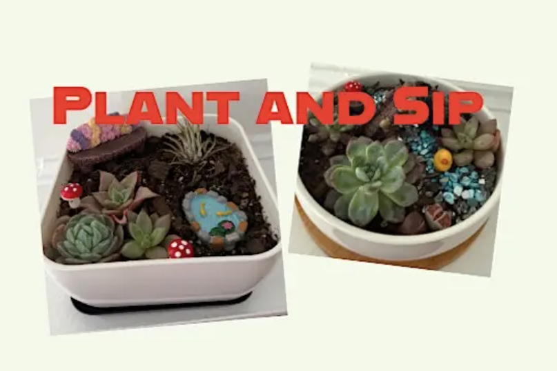 Create a Succulent Garden