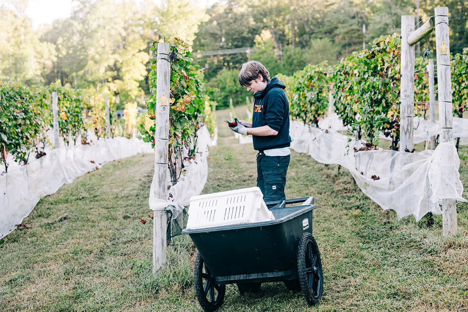 Charles in Pinot Gris