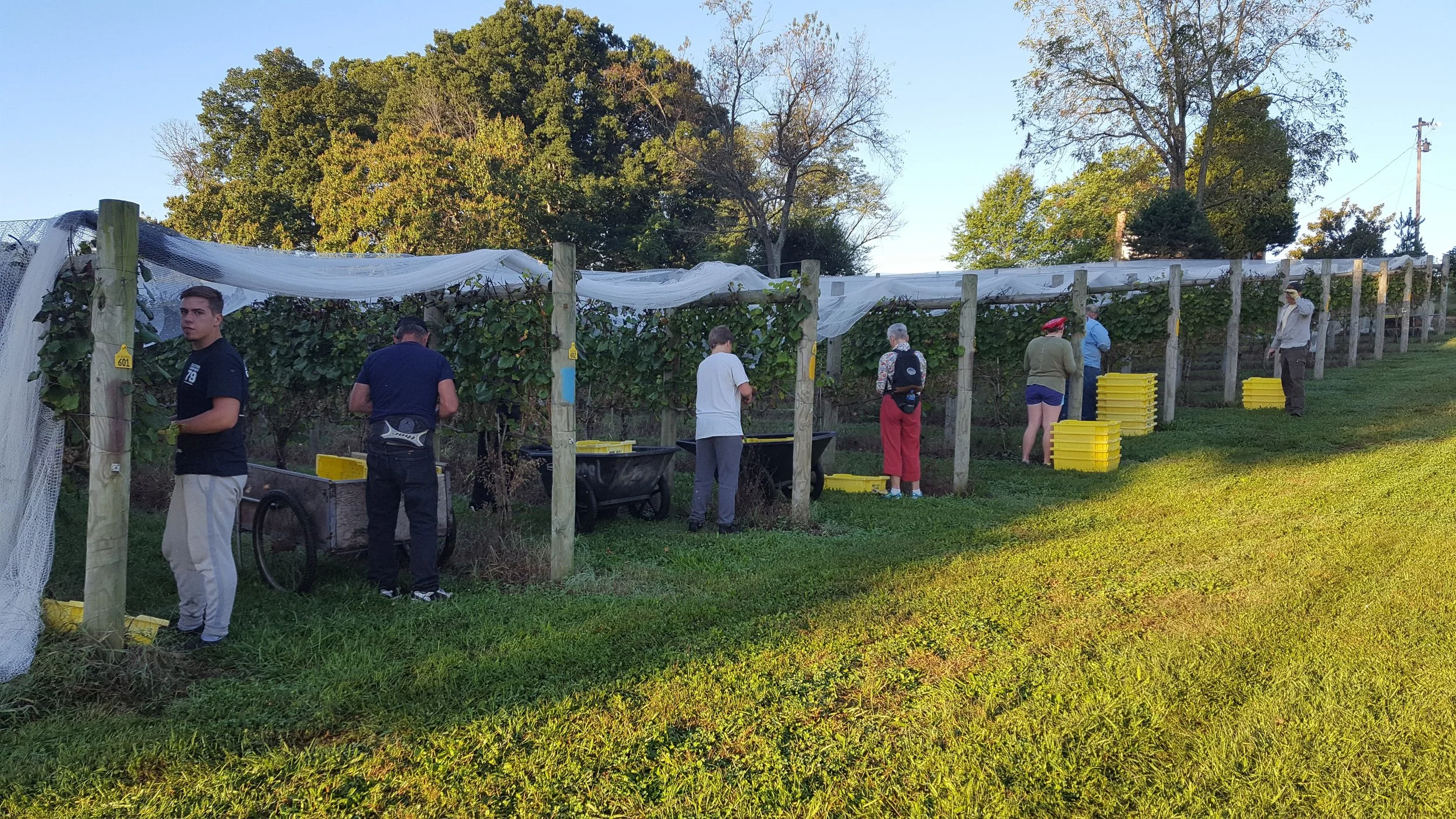 Starting Albarino harvest