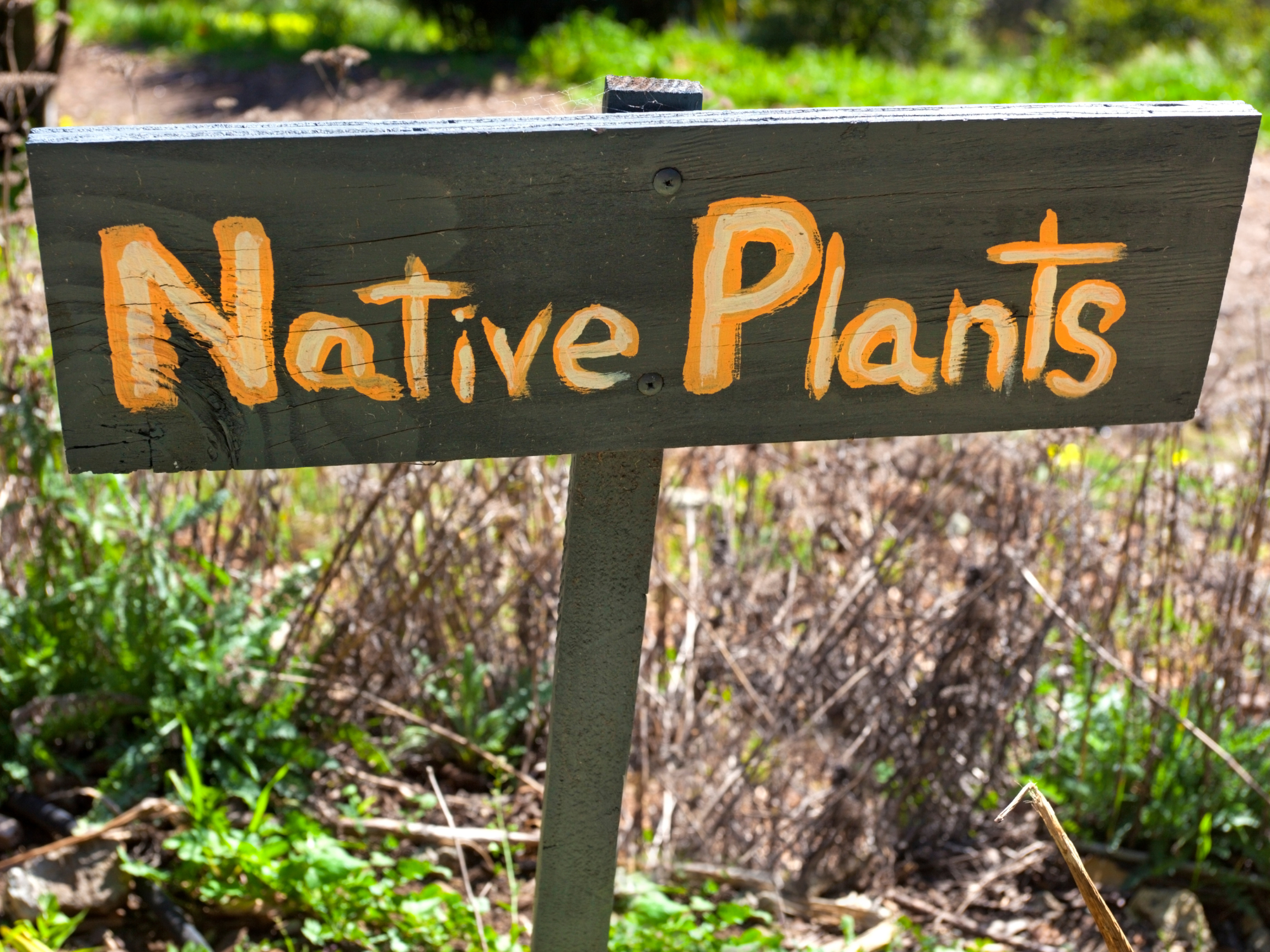 Urban Oasis: Gardening with Native Plants