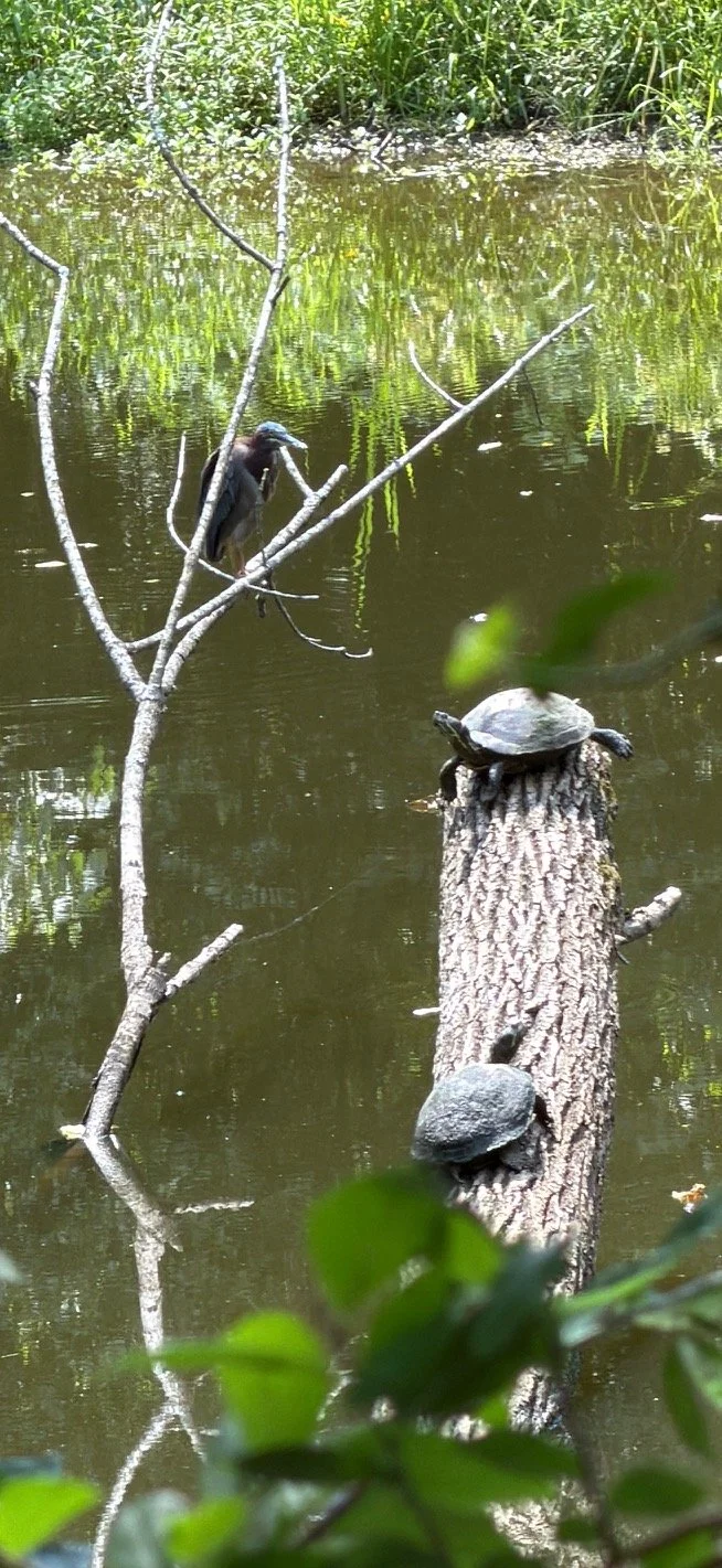 A photo of a water scene with a turtle perched on a fallen tree trunk in the water, and a heron standing on a leafless branch in the background.