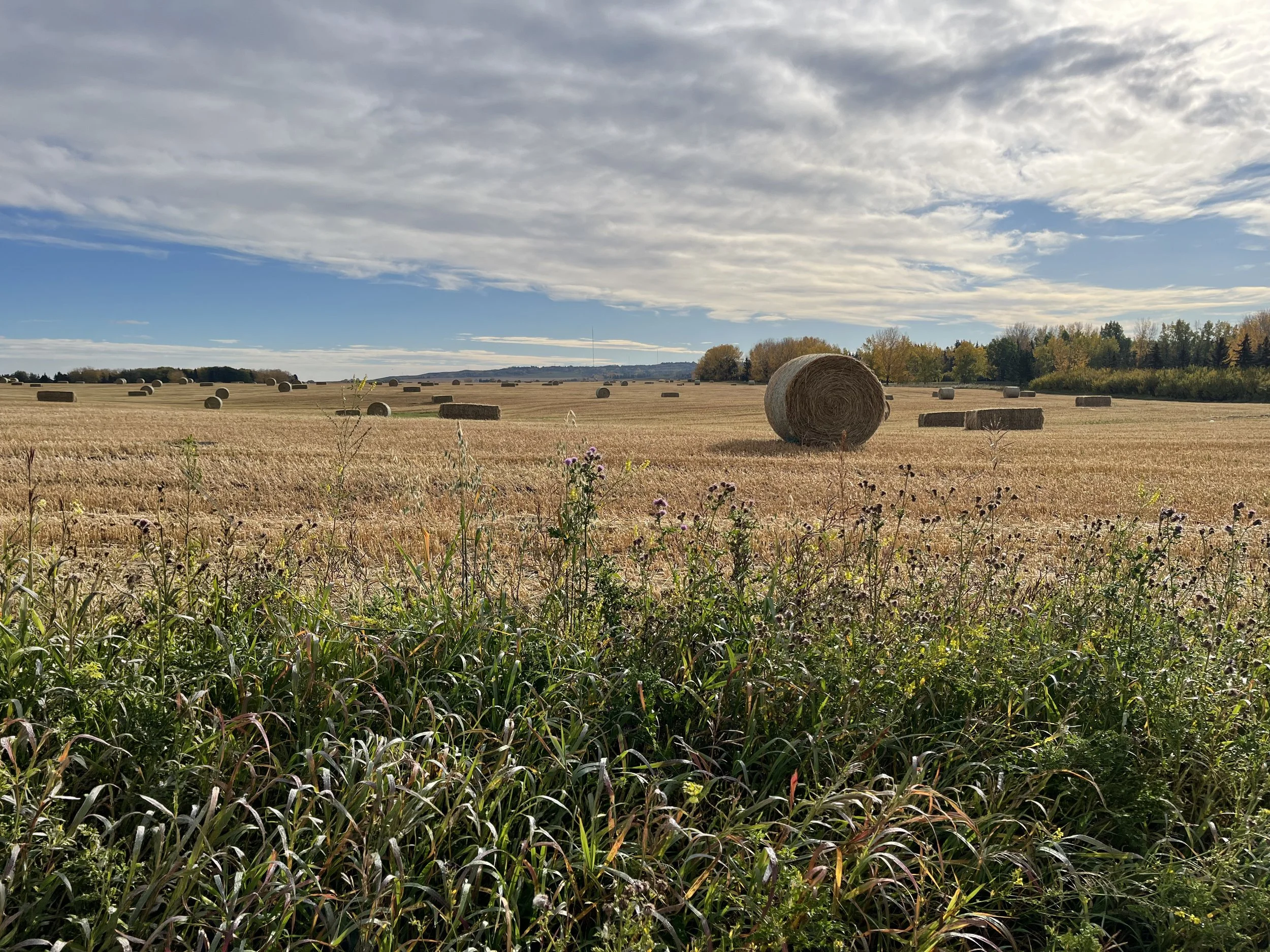 A wide open field with hay bales scattered across it, under a partly cloudy sky with trees in the background.