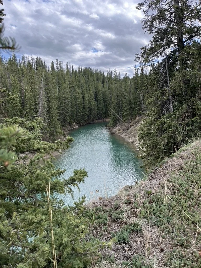 A river flowing through a forested canyon with tall pine trees on both sides under a cloudy sky.
