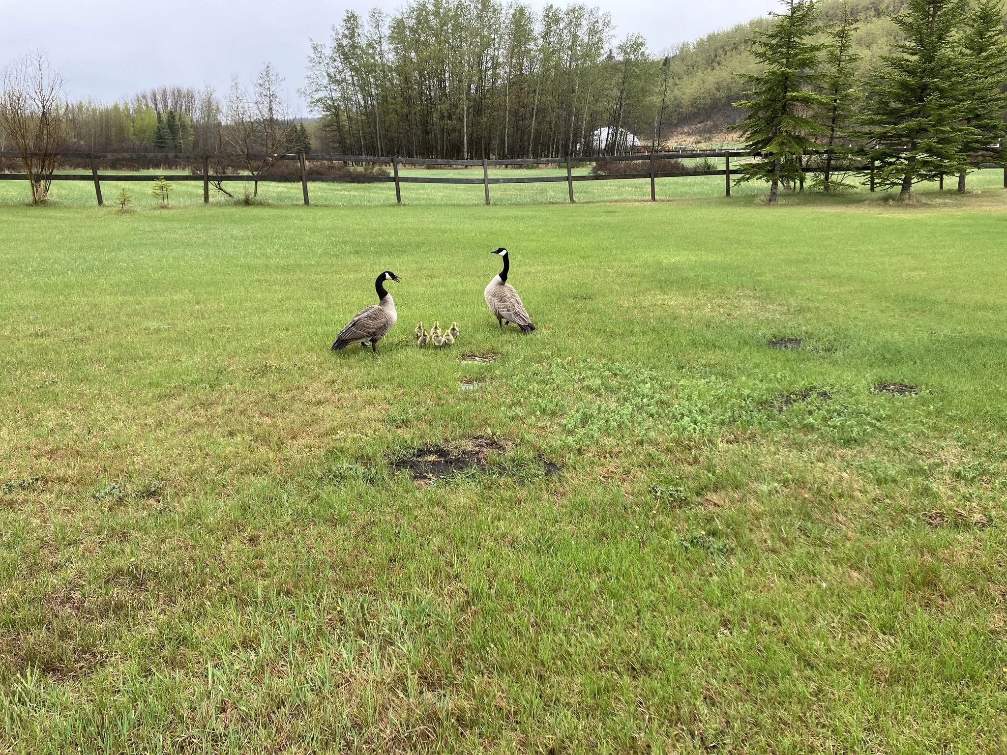 A grassy field with two Canada geese and their five ducklings walking on the grass, with trees and a fence in the background.