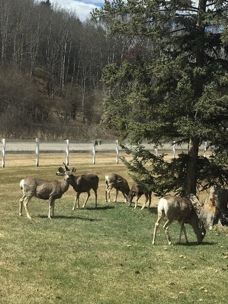 Group of six deer grazing on grass near a tree and a fence with a wooded hillside in the background.