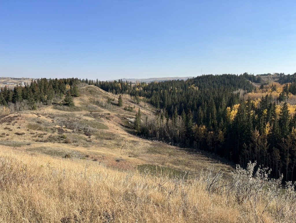 Hilly landscape with a mix of grassy fields and dense trees under a clear blue sky.