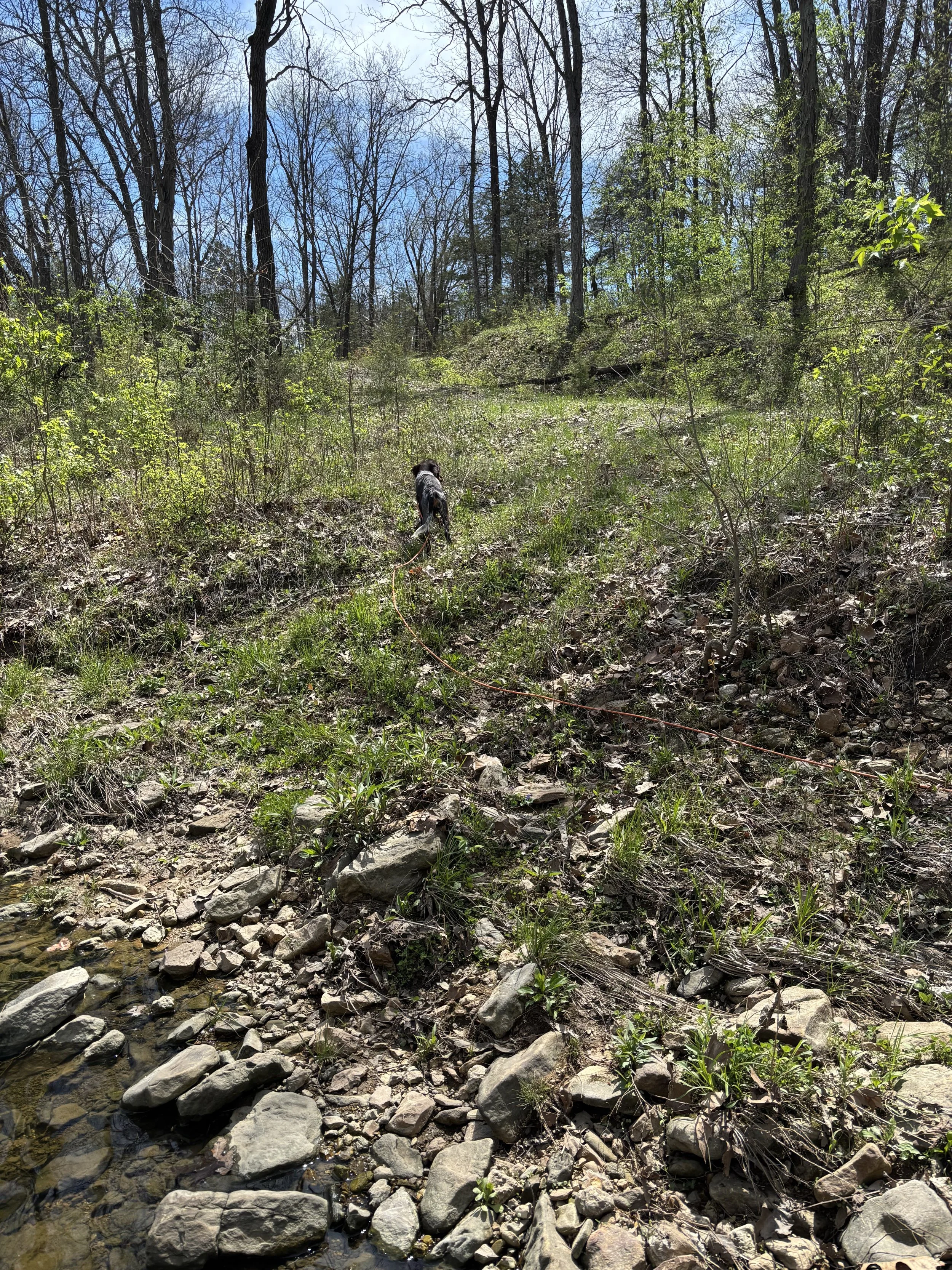 Hitting the Trail with Your Hound: Essential Gear and Fuel Tips for Adventure Dogs
