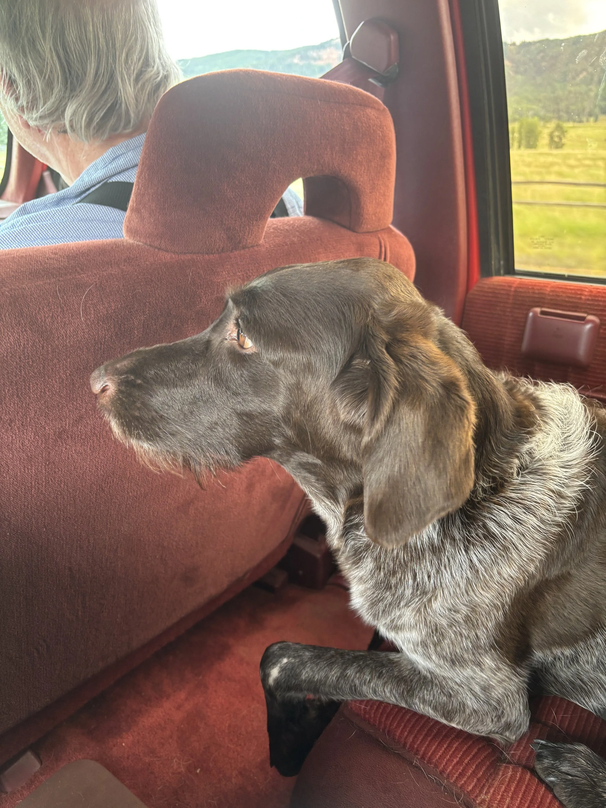 Hitting the Road: Crate Conditioning and Travel Safety for Adventure Dogs