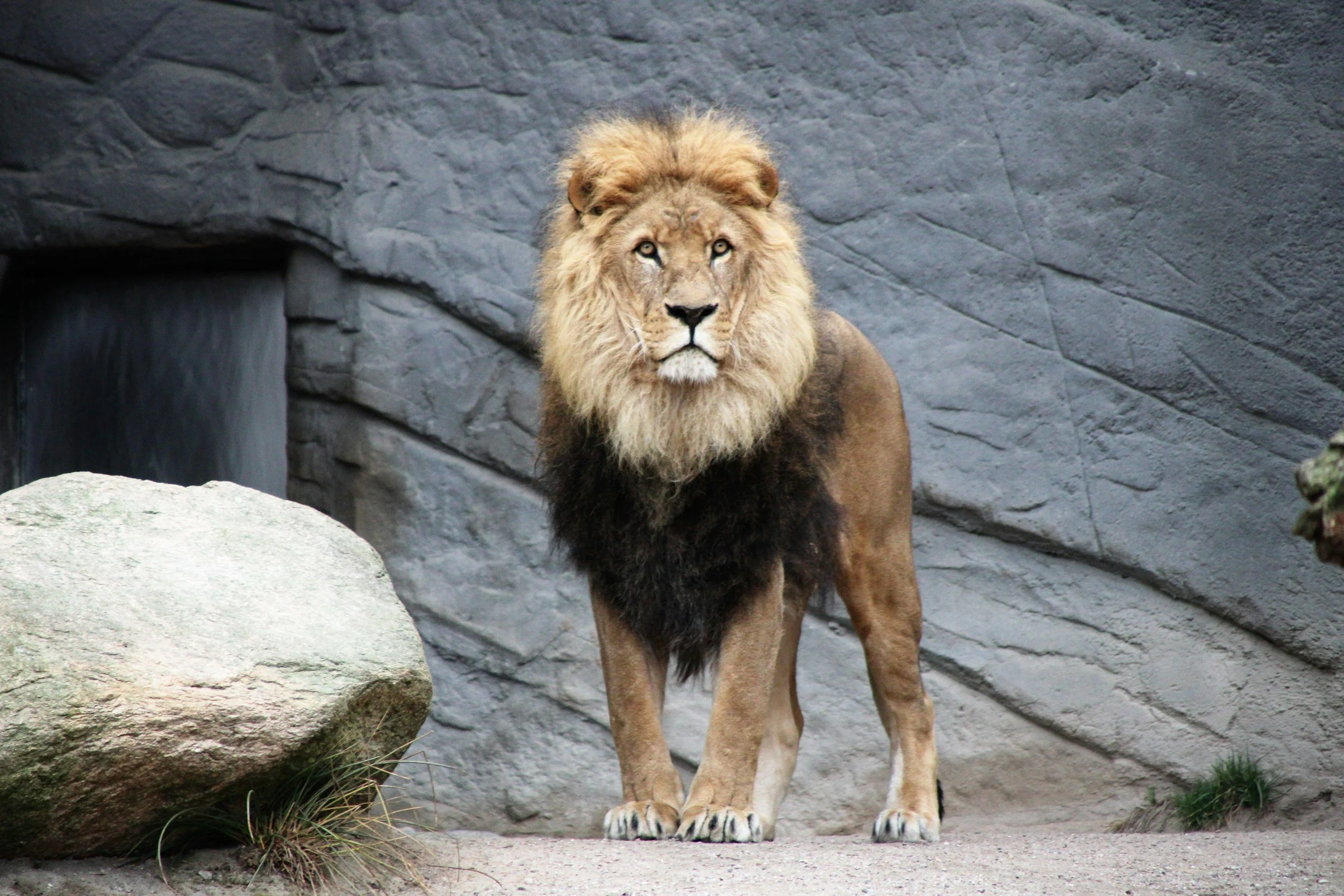 A male lion standing on a sandy surface with a large rock in front and a gray rocky wall background.