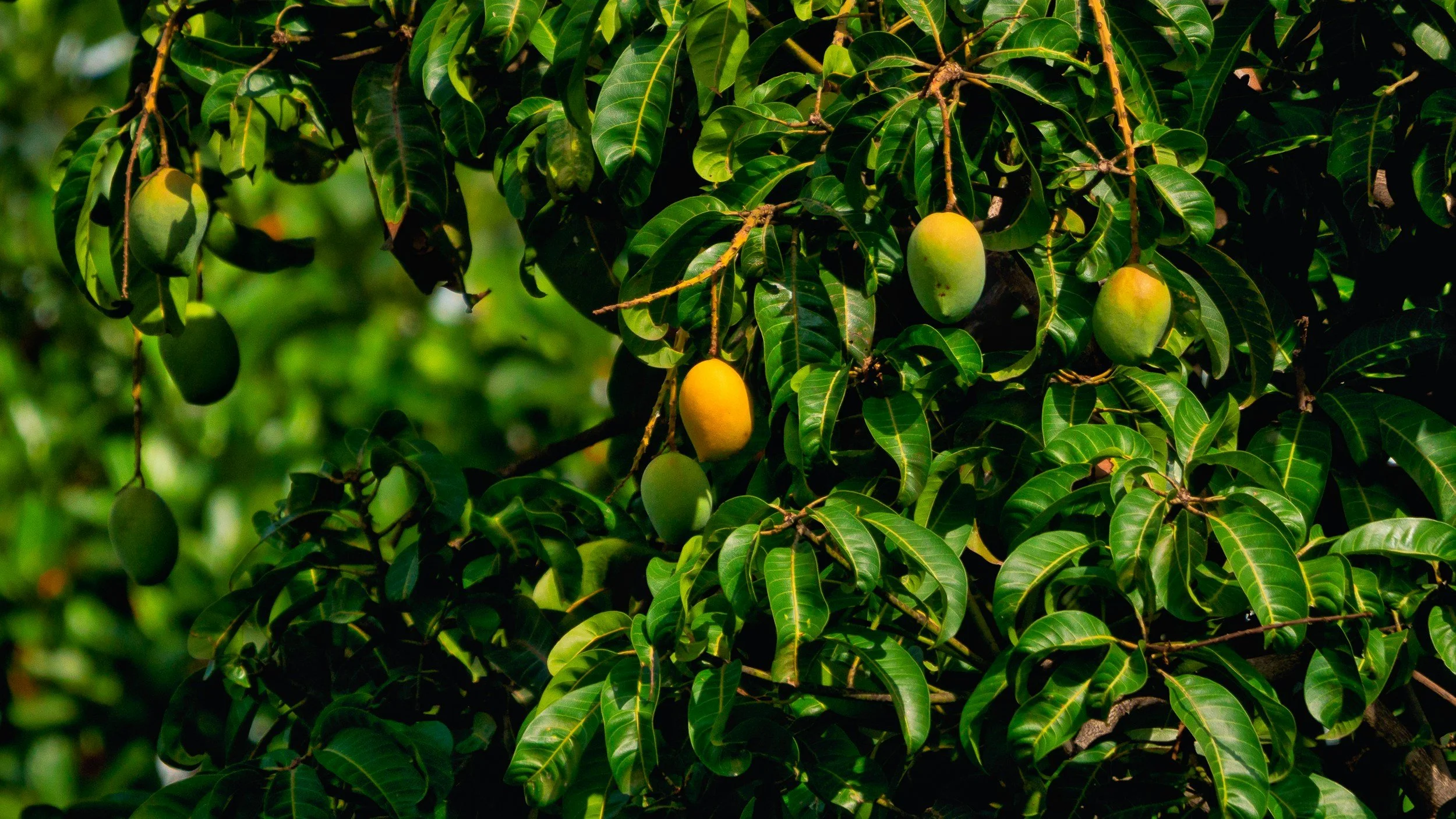 Green mango tree with ripe and unripe mangoes hanging from branches surrounded by dark green leaves.