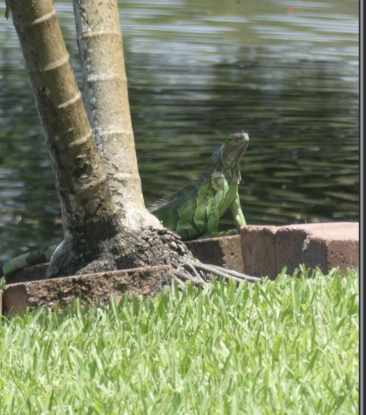 A green iguana resting on a brick ledge near a tree trunk with water in the background and green grass in the foreground.