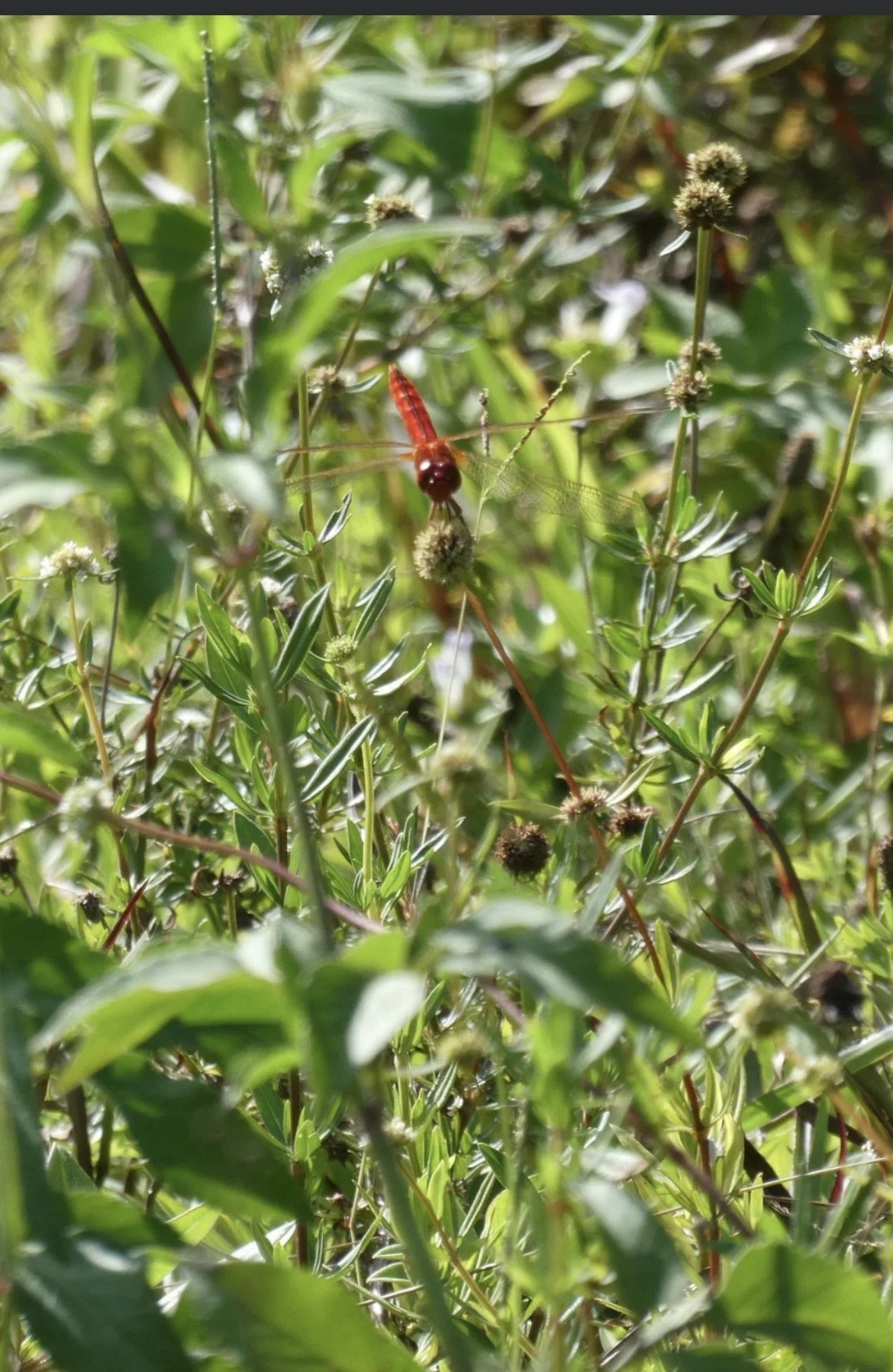 Close-up of a red dragonfly with transparent wings perched on a dried plant amid green foliage in the sunlight.